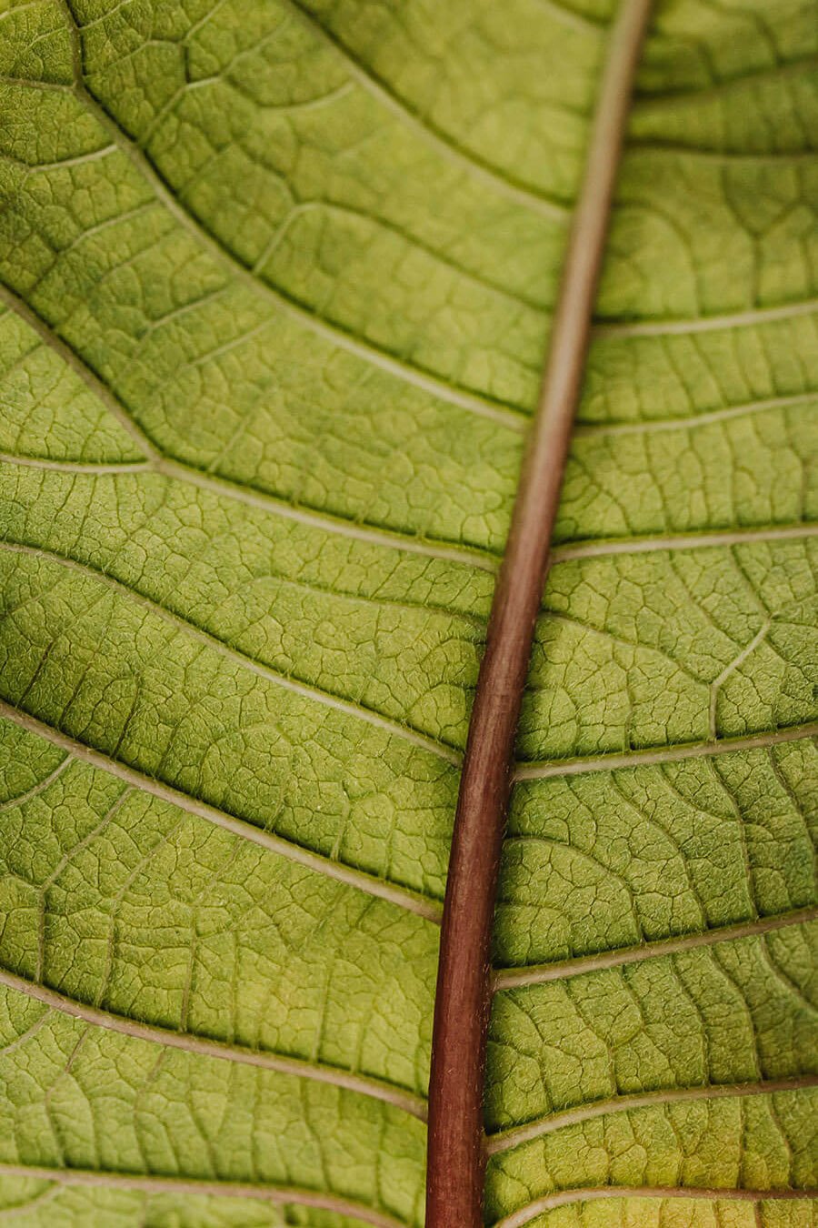 publicar libro puerto rico