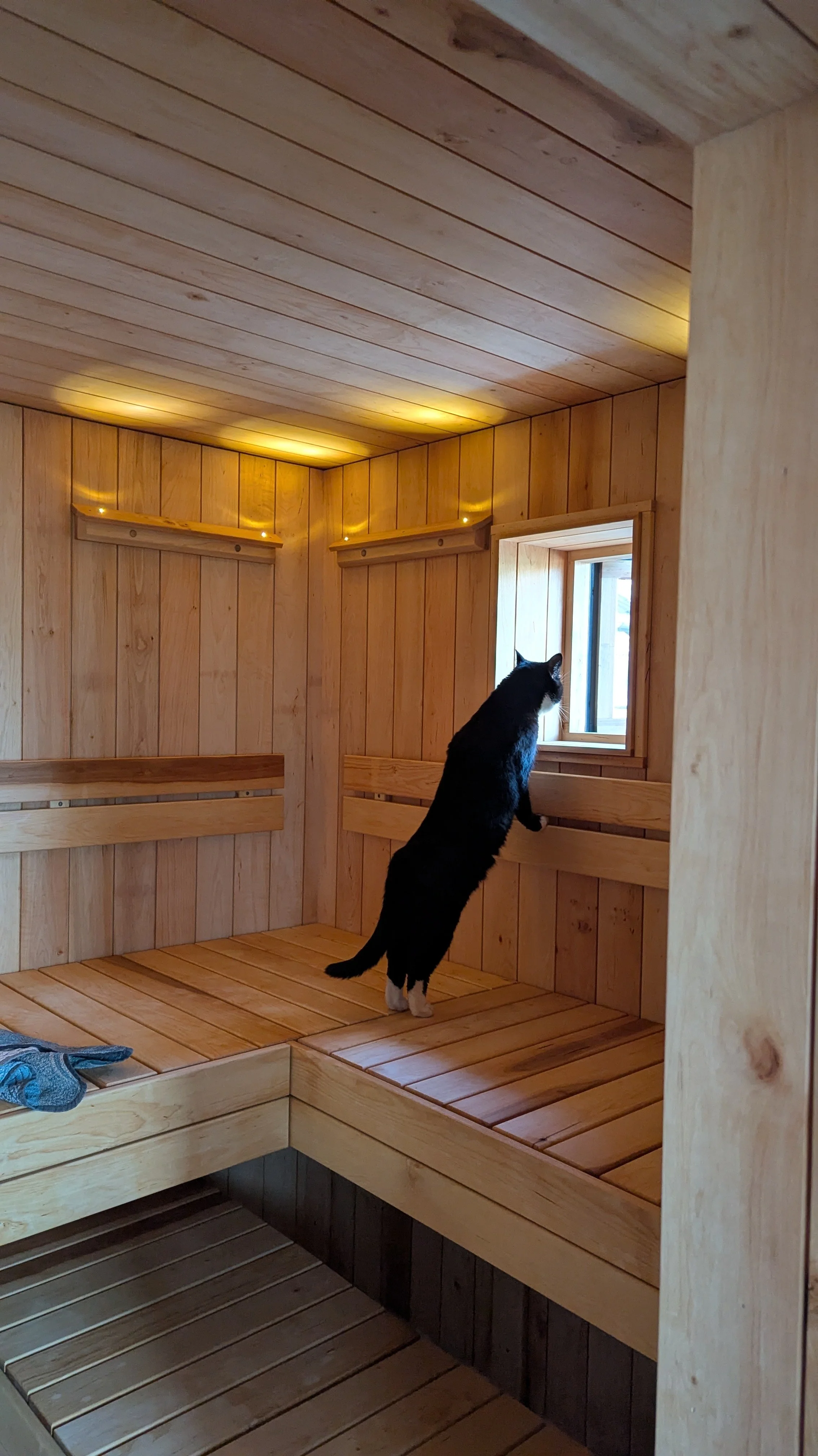 En svart katt som ser ut av et lite vindu i et rom trukket i tre.