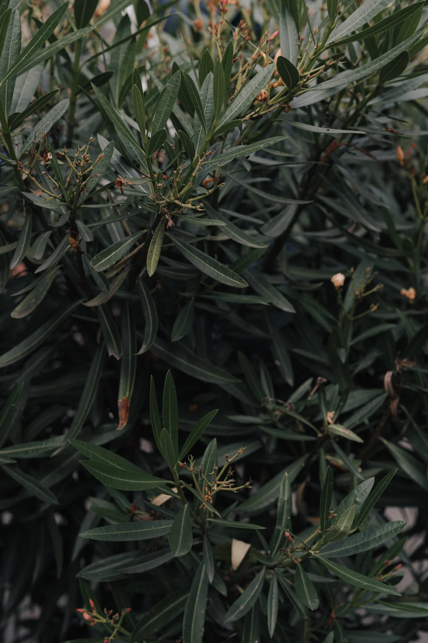 Grüne, schmale Blätter einer Pflanze oder eines Baums, einige kleine, blassfarbene Blüten und unreife Beeren.