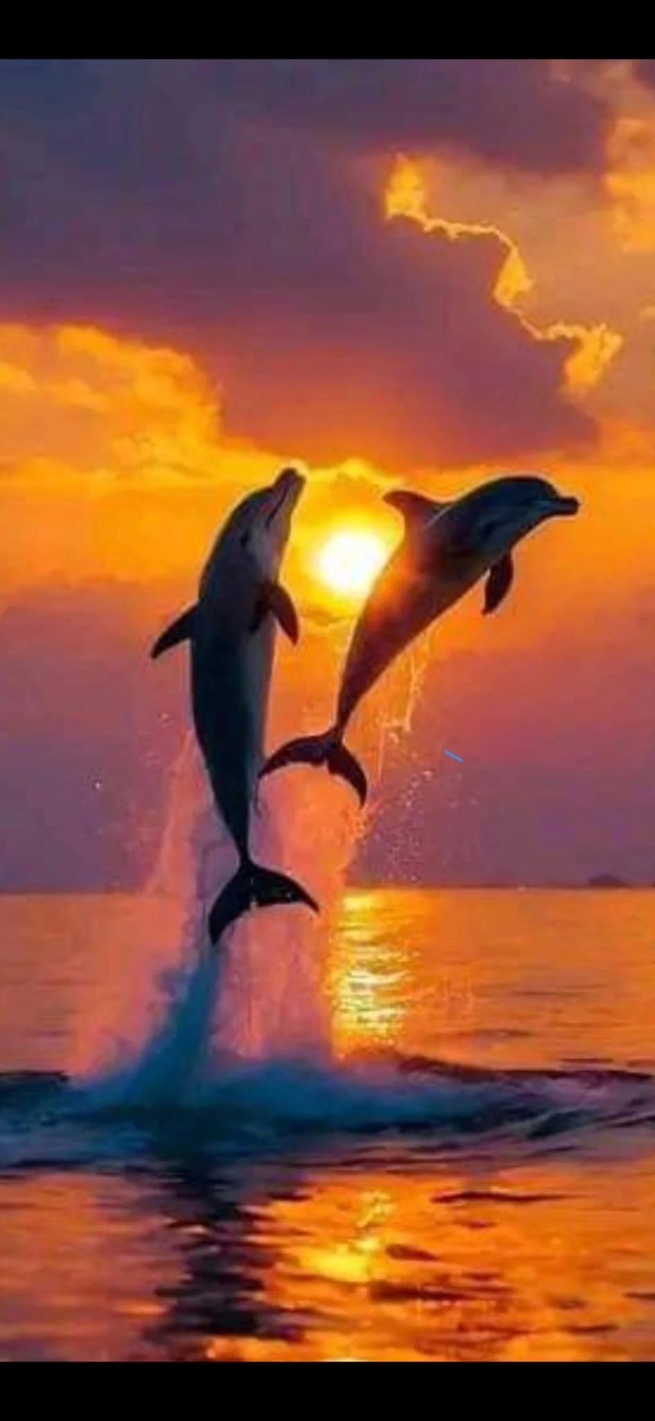 Dolphins At Sunset Photography