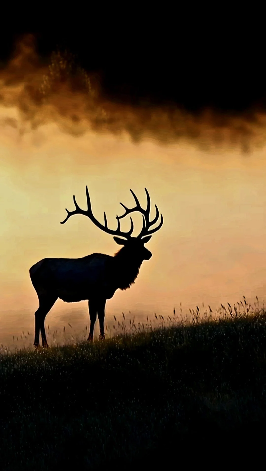 Silhouette of the Wild