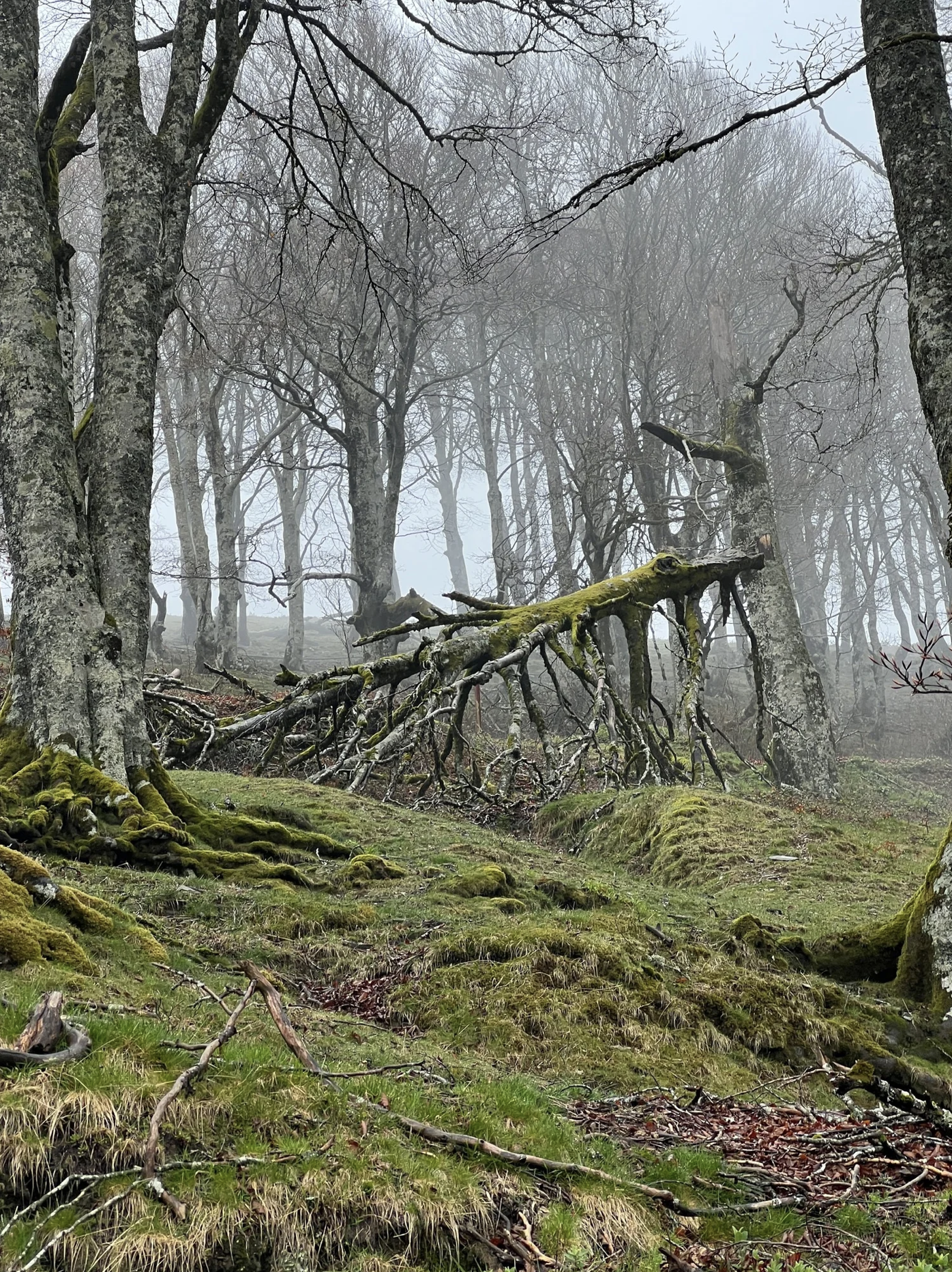 Screenshot 2026-03-09 at 5.07.30 PM.png