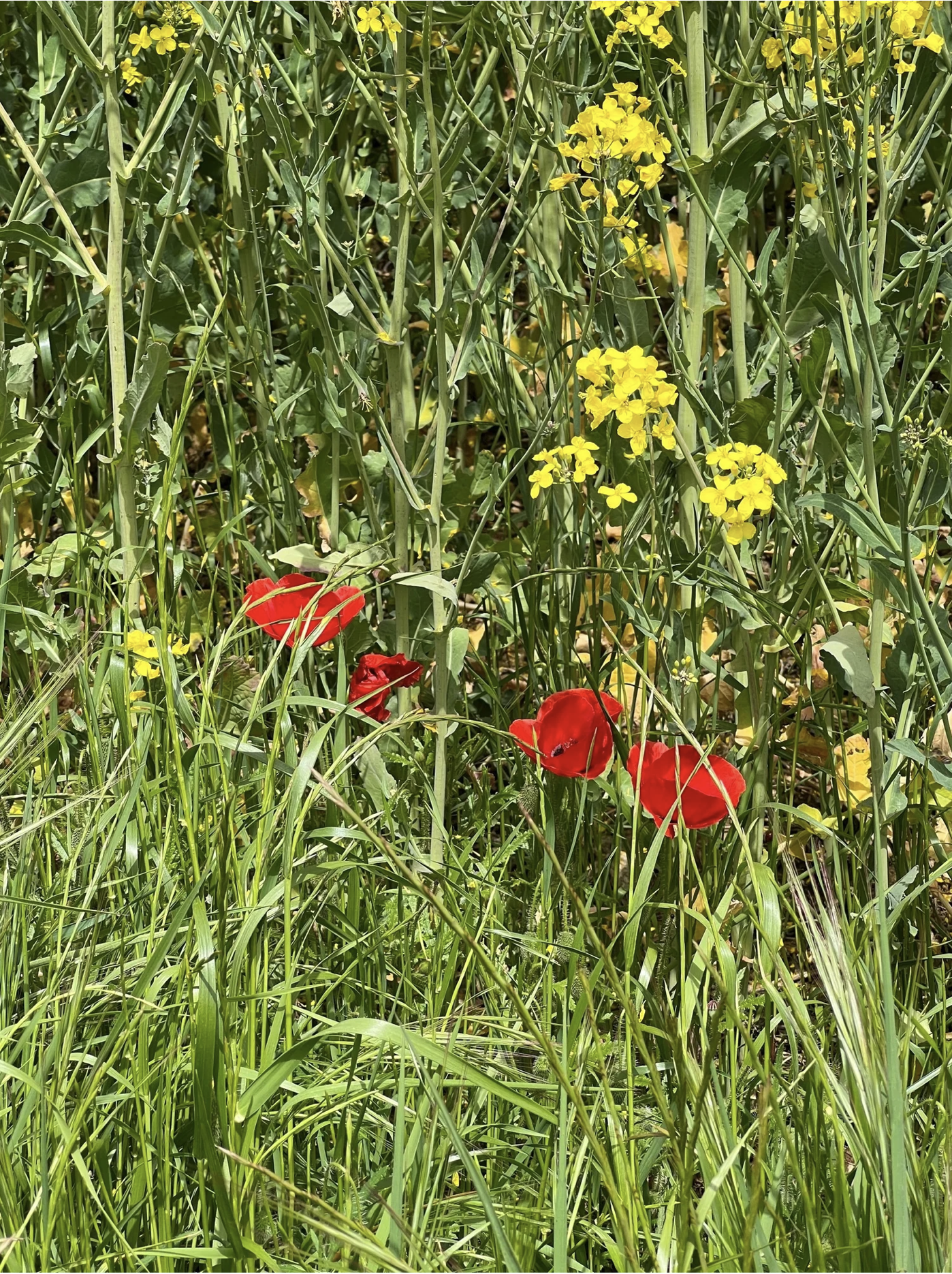 Screenshot 2026-03-10 at 8.09.12 AM.png