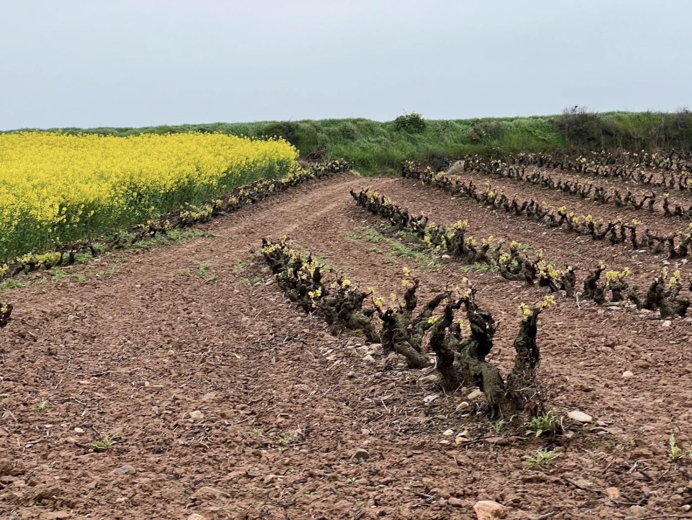 Screenshot 2026-03-10 at 8.46.19 AM.png