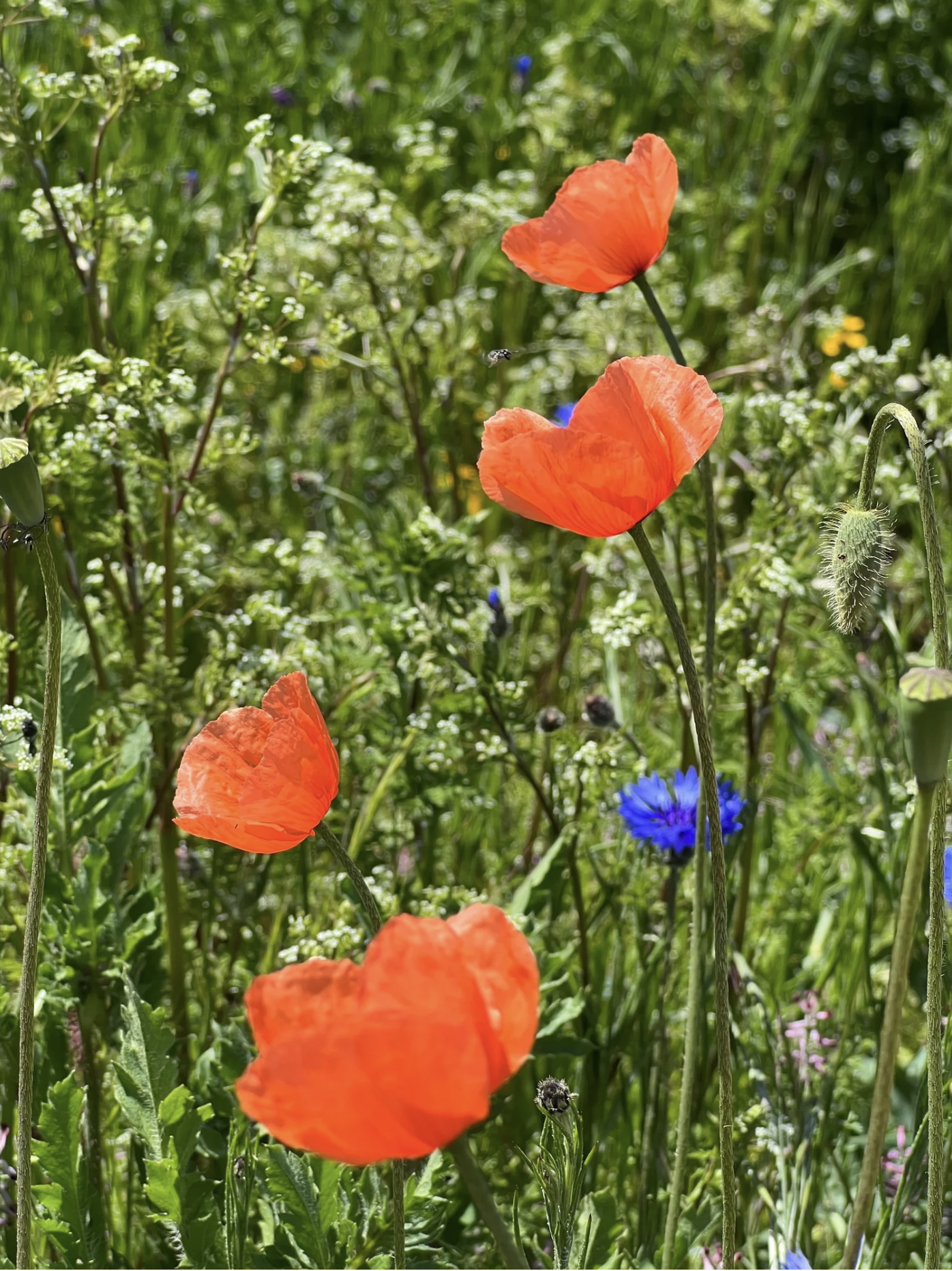 Screenshot 2026-03-10 at 9.46.50 AM.png