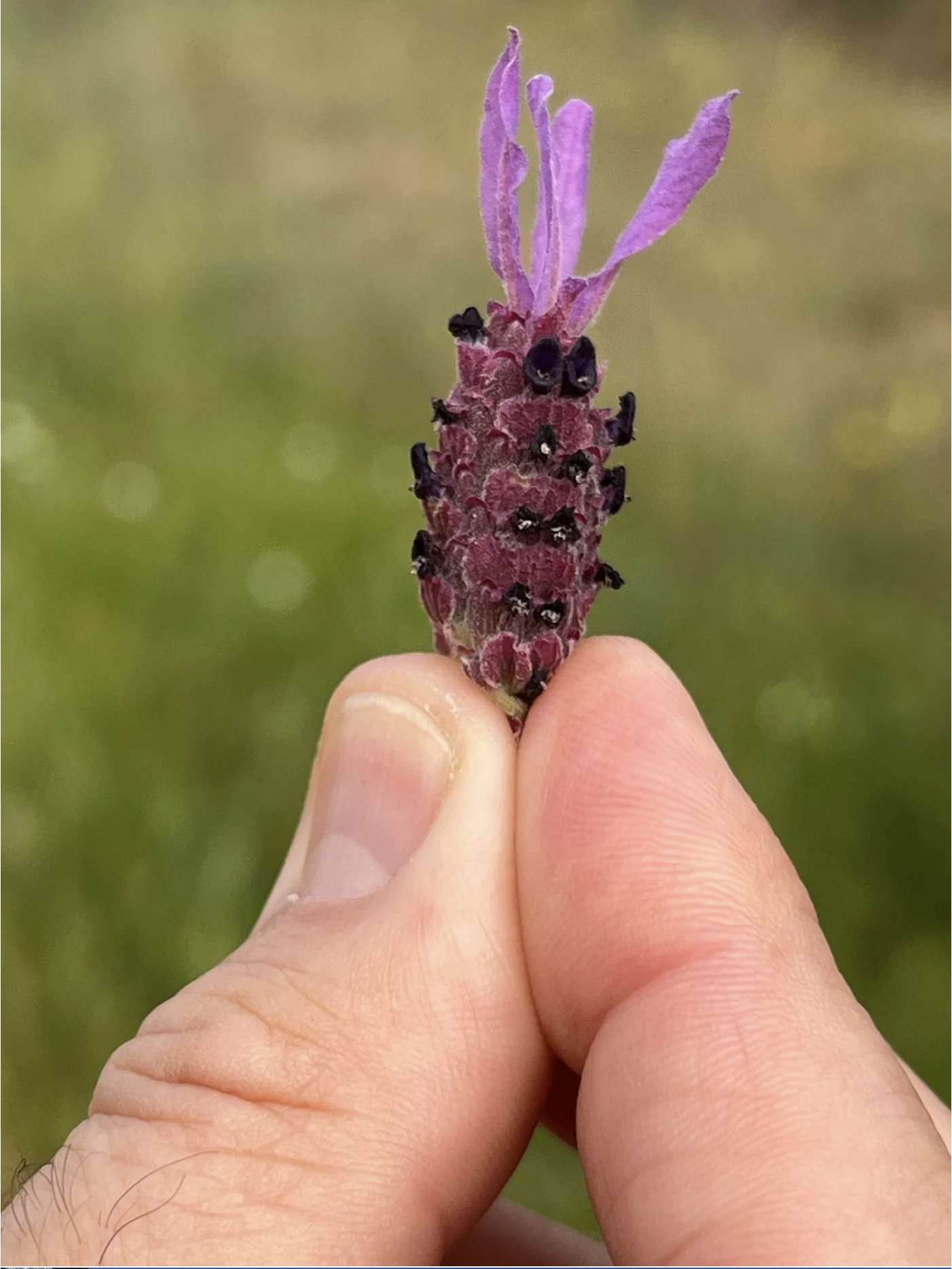 Screenshot 2026-03-10 at 3.47.03 PM.png