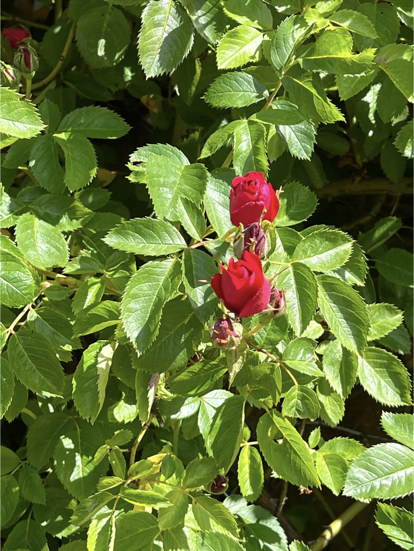 Screenshot 2026-03-10 at 3.55.20 PM.png