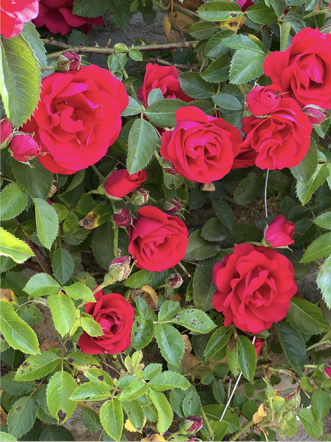 Screenshot 2026-03-10 at 3.56.23 PM.png