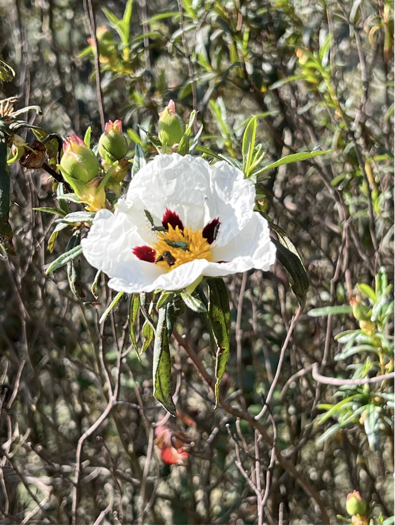 Screenshot 2026-03-11 at 9.19.01 AM.png