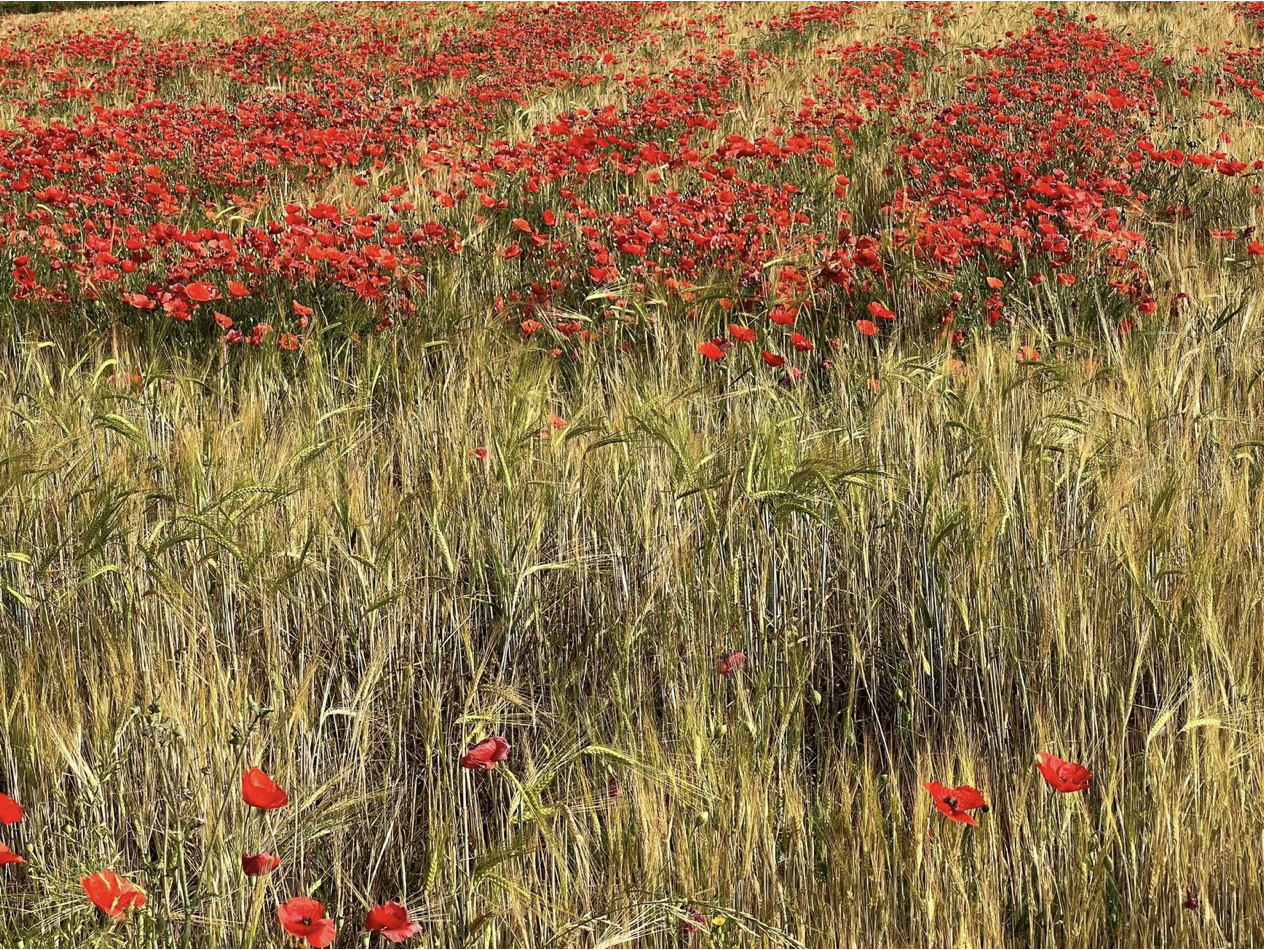 Screenshot 2026-03-11 at 9.25.40 AM.png