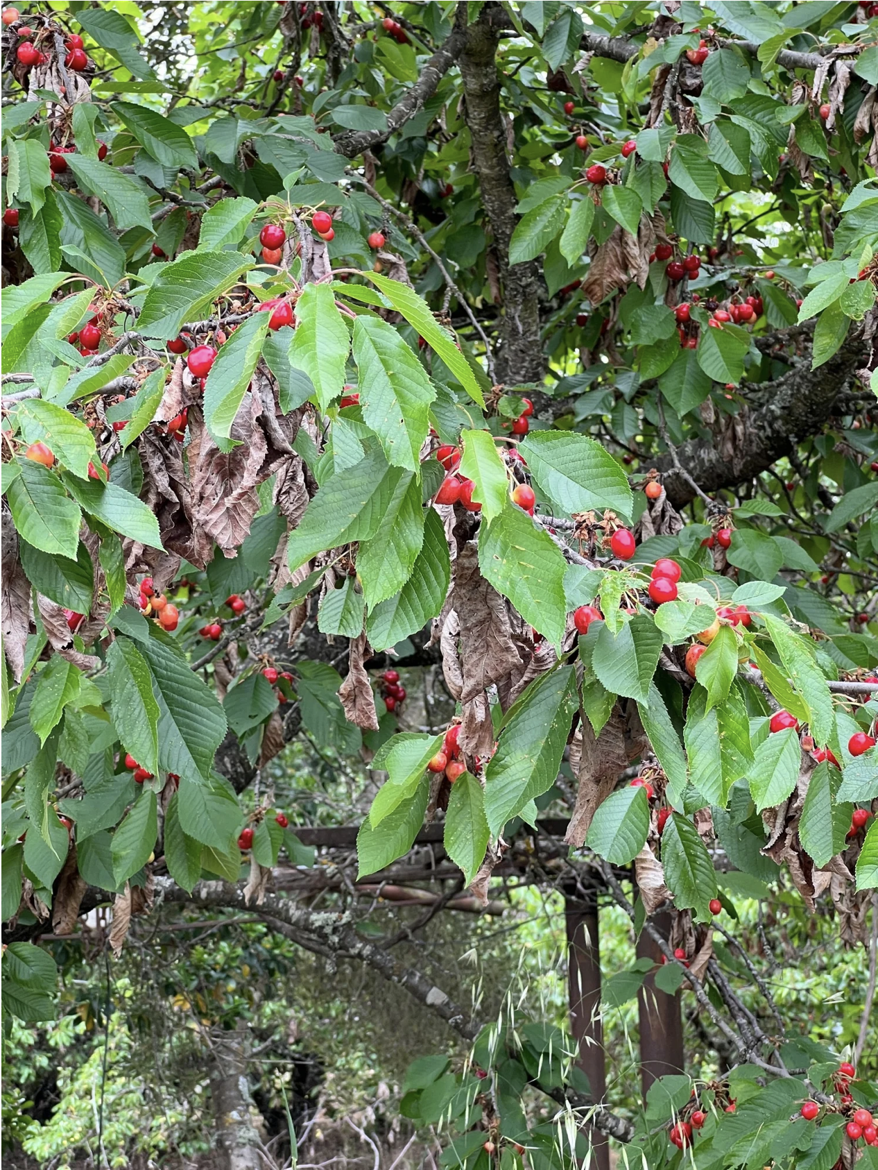 Screenshot 2026-03-11 at 9.30.33 AM.png