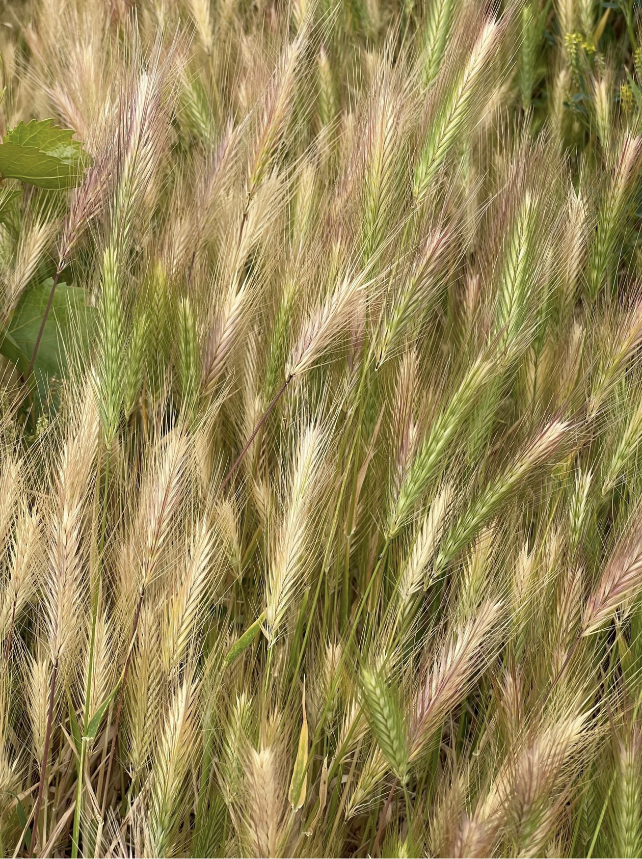 Screenshot 2026-03-11 at 9.31.58 AM.png