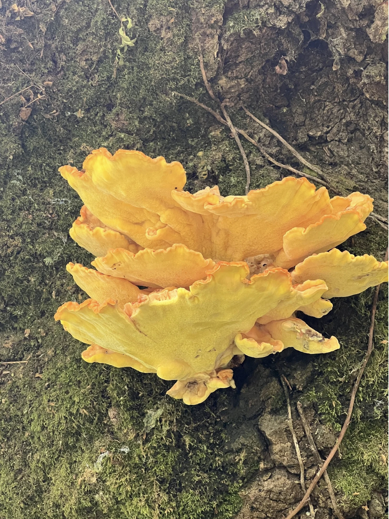 Screenshot 2026-03-11 at 10.07.47 AM.png