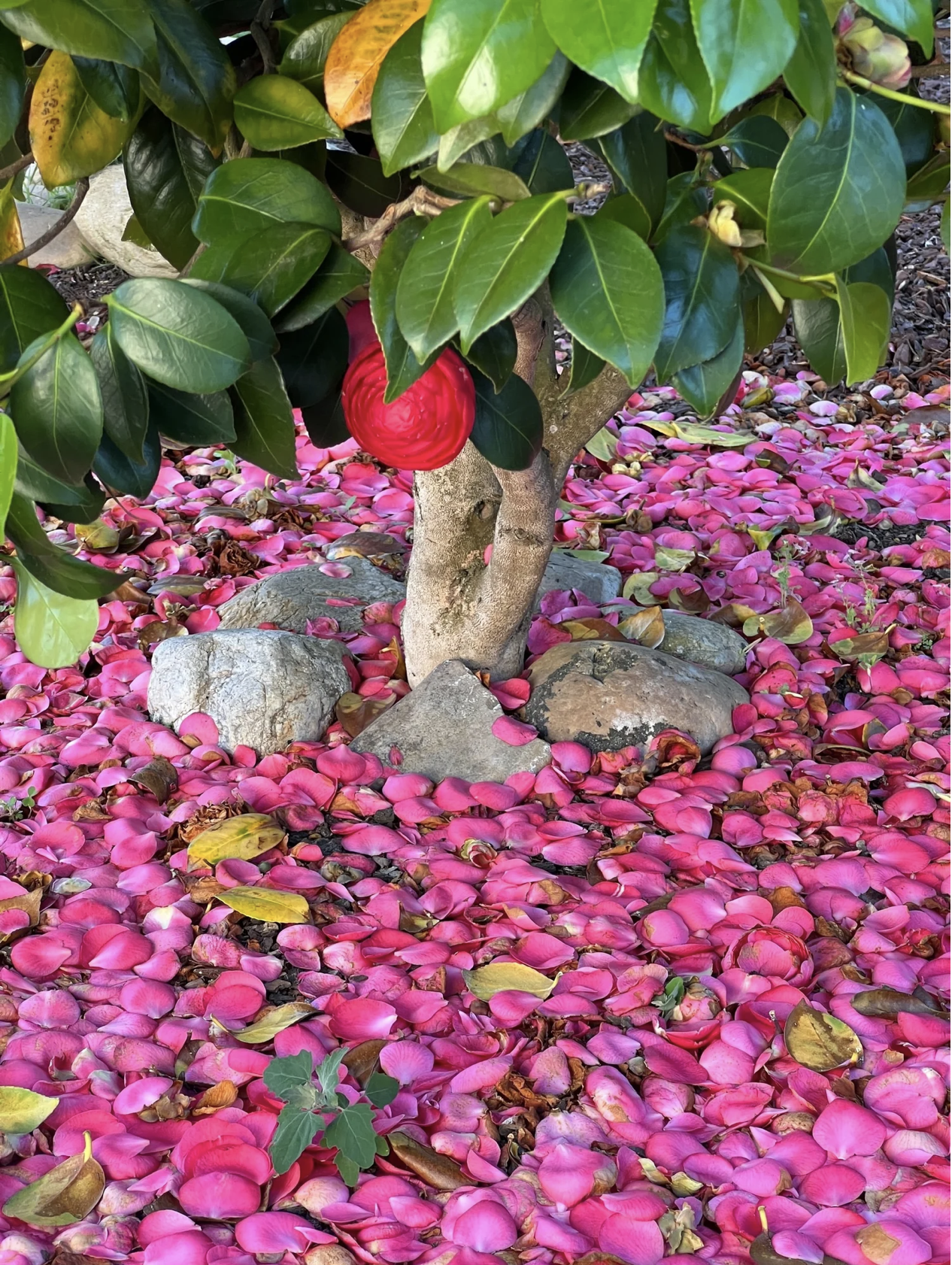 Screenshot 2026-03-11 at 10.20.50 AM.png