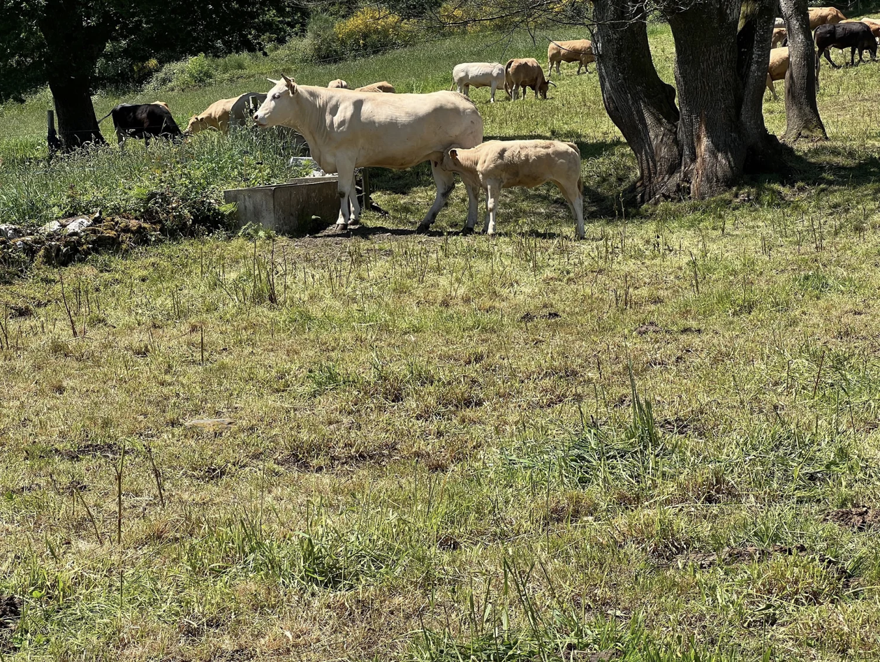 Screenshot 2026-03-11 at 10.39.35 AM.png