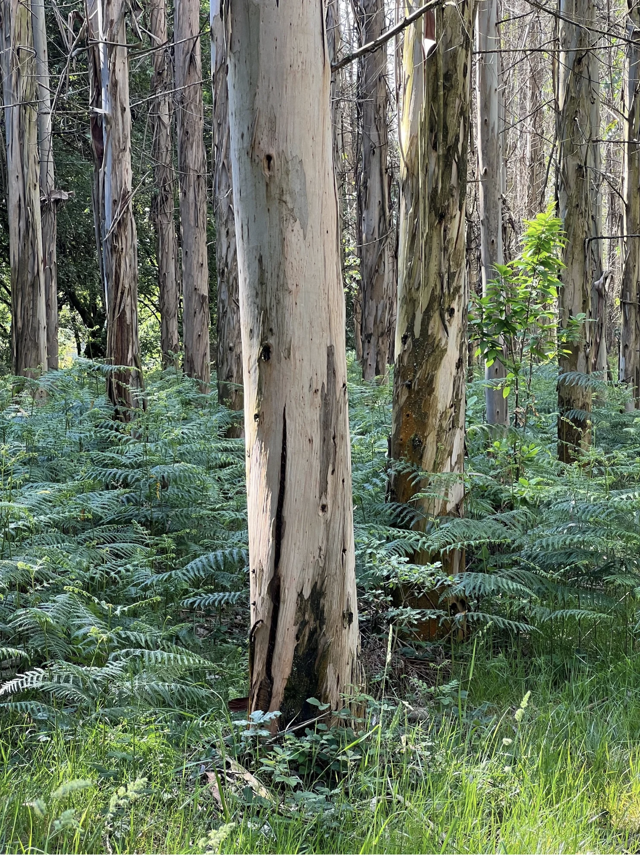 Screenshot 2026-03-11 at 10.52.43 AM.png