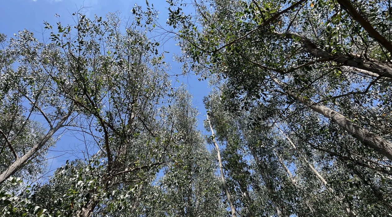 Day 37 Arzua to Pedrouzo