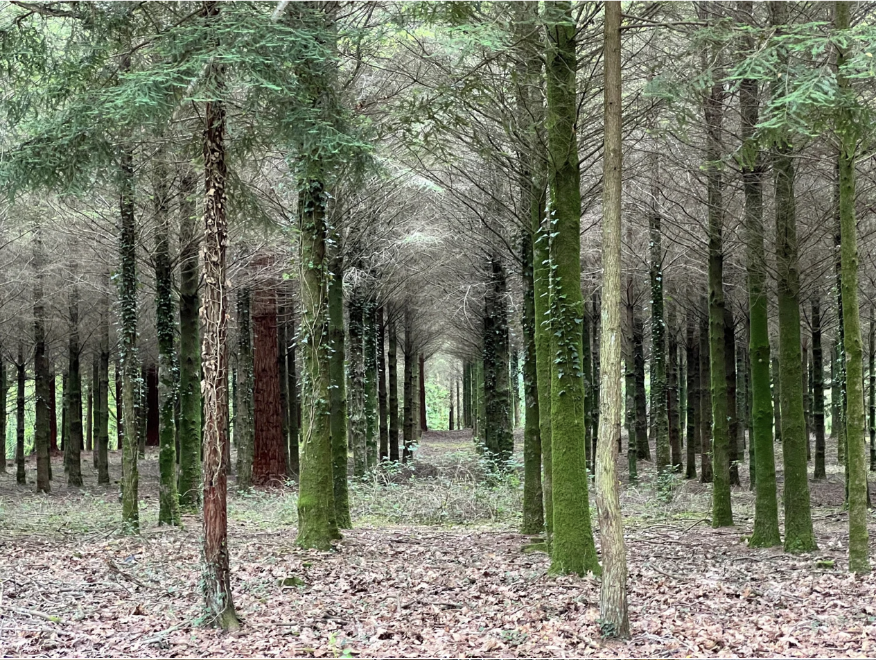 Screenshot 2026-03-11 at 10.59.24 AM.png