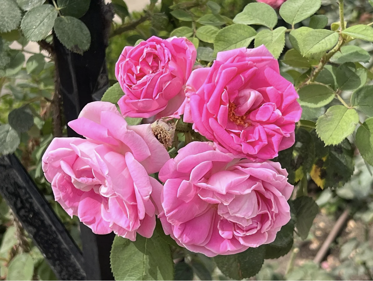 Screenshot 2026-03-11 at 11.41.33 AM.png