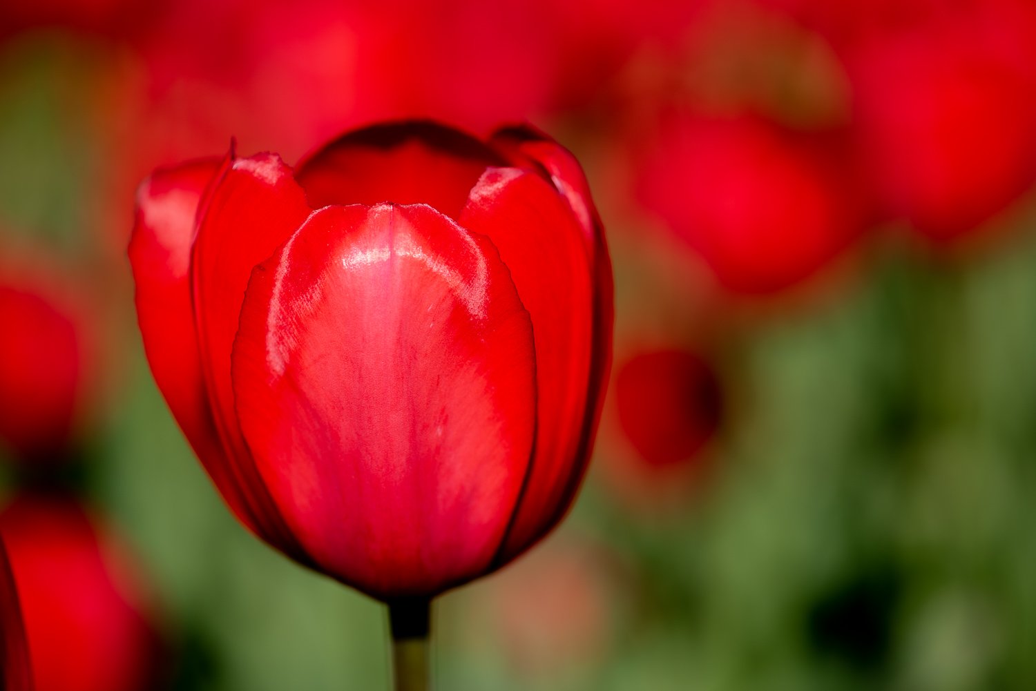 Red-Tulip-8773.jpg