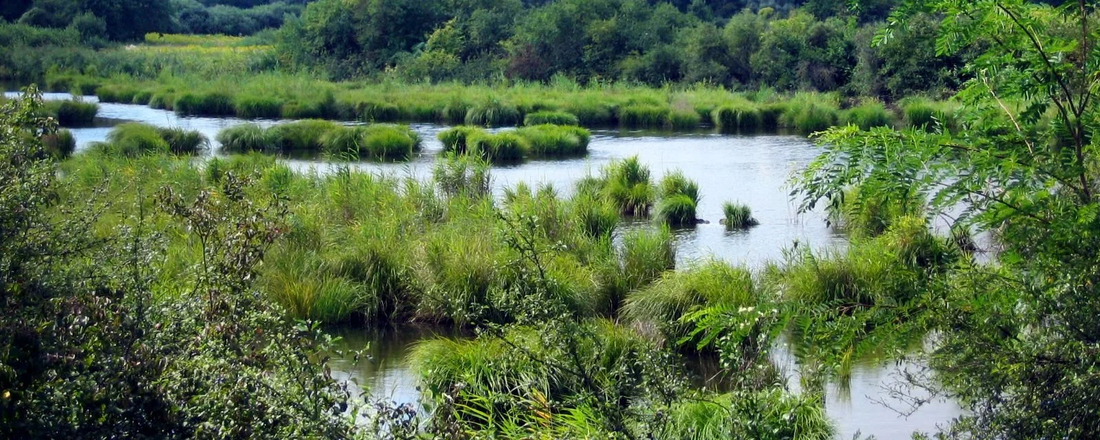 Petite Camargue St. Luis - France