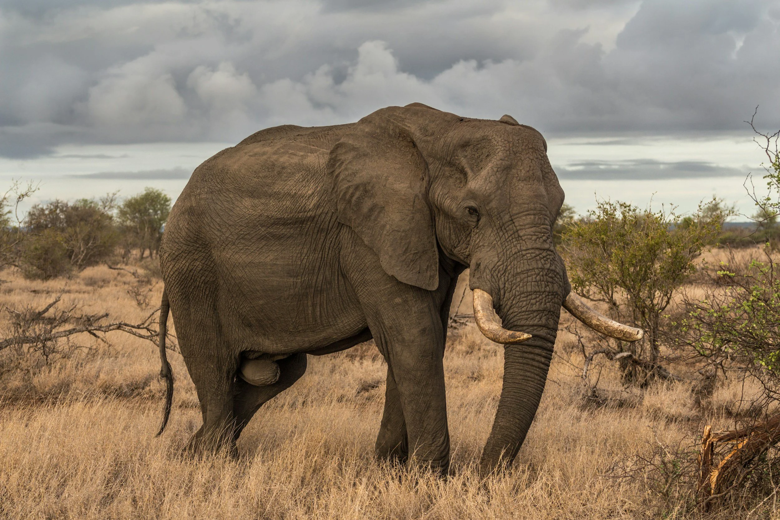 Ein grauer Elefant im offenen Grasland, umgeben von kleinen Büschen, unter einem bewölkten Himmel.
