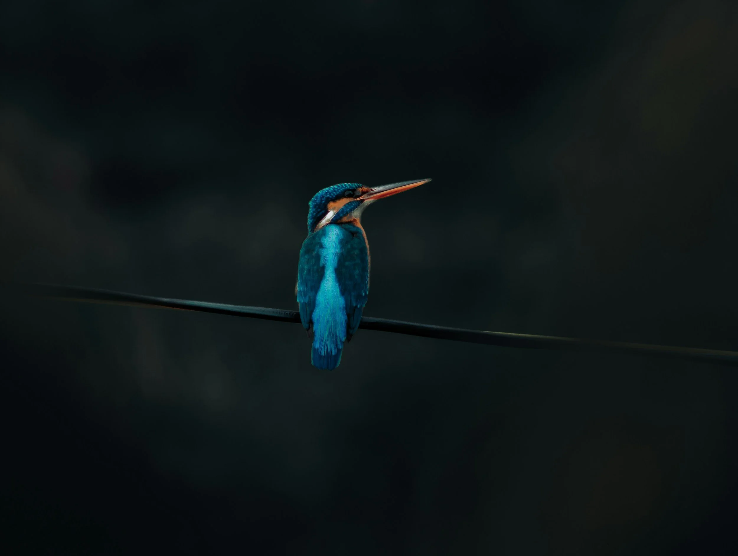 Ein bunter Kingfisher sitzt auf einem dünnen Draht vor dunklem Hintergrund.
