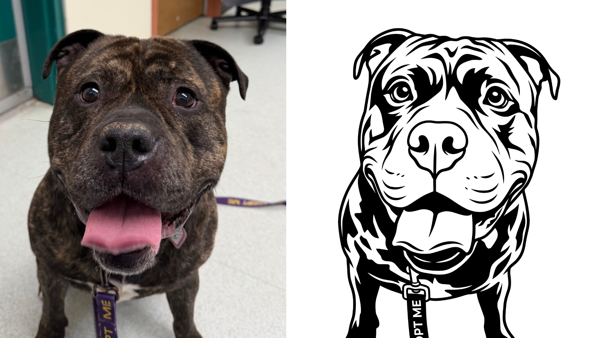 Photo of a happy brindle pit bull with a purple collar and leash, sitting indoors on a light-colored floor.