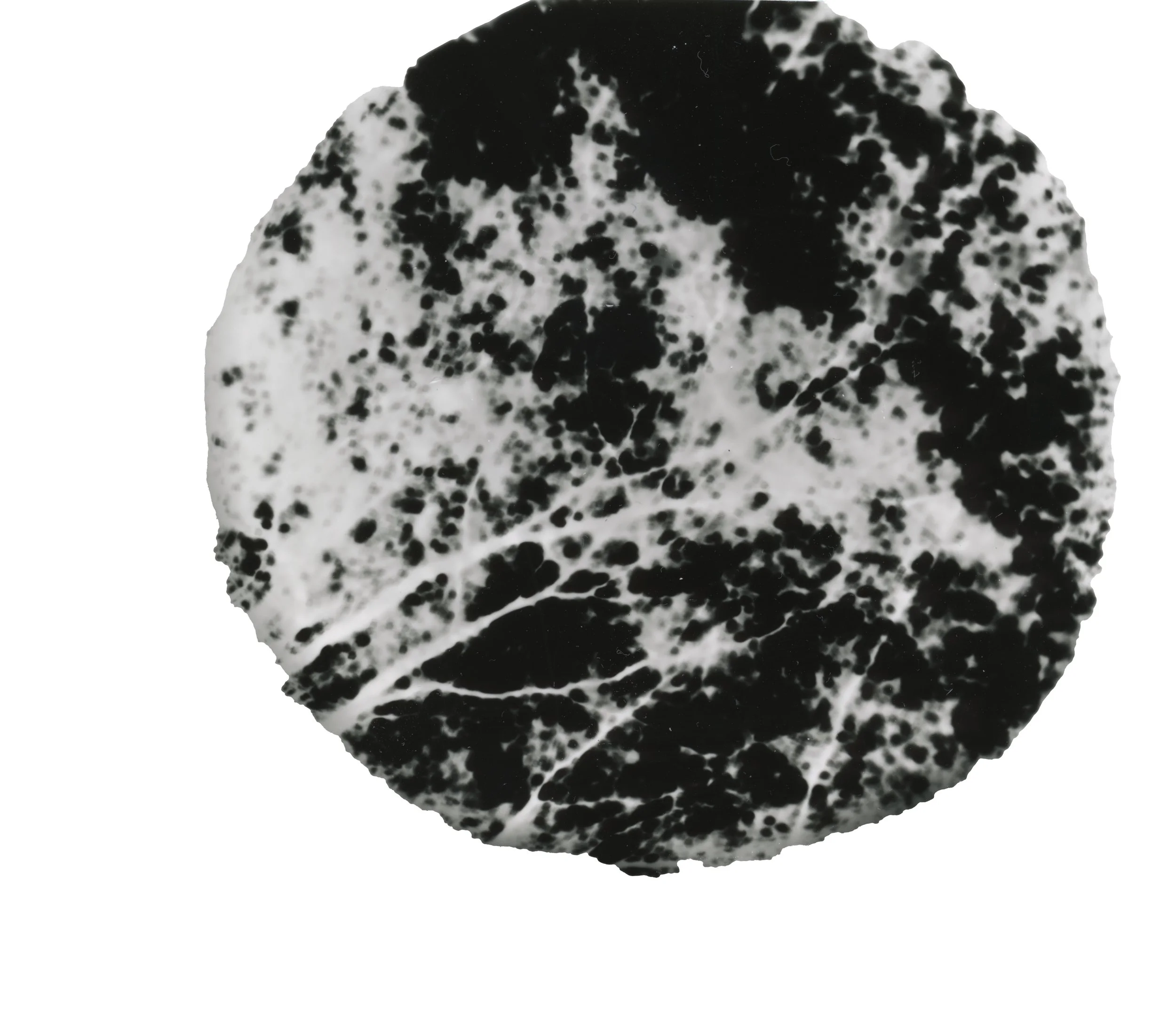 pinhole camera image 3 .jpg