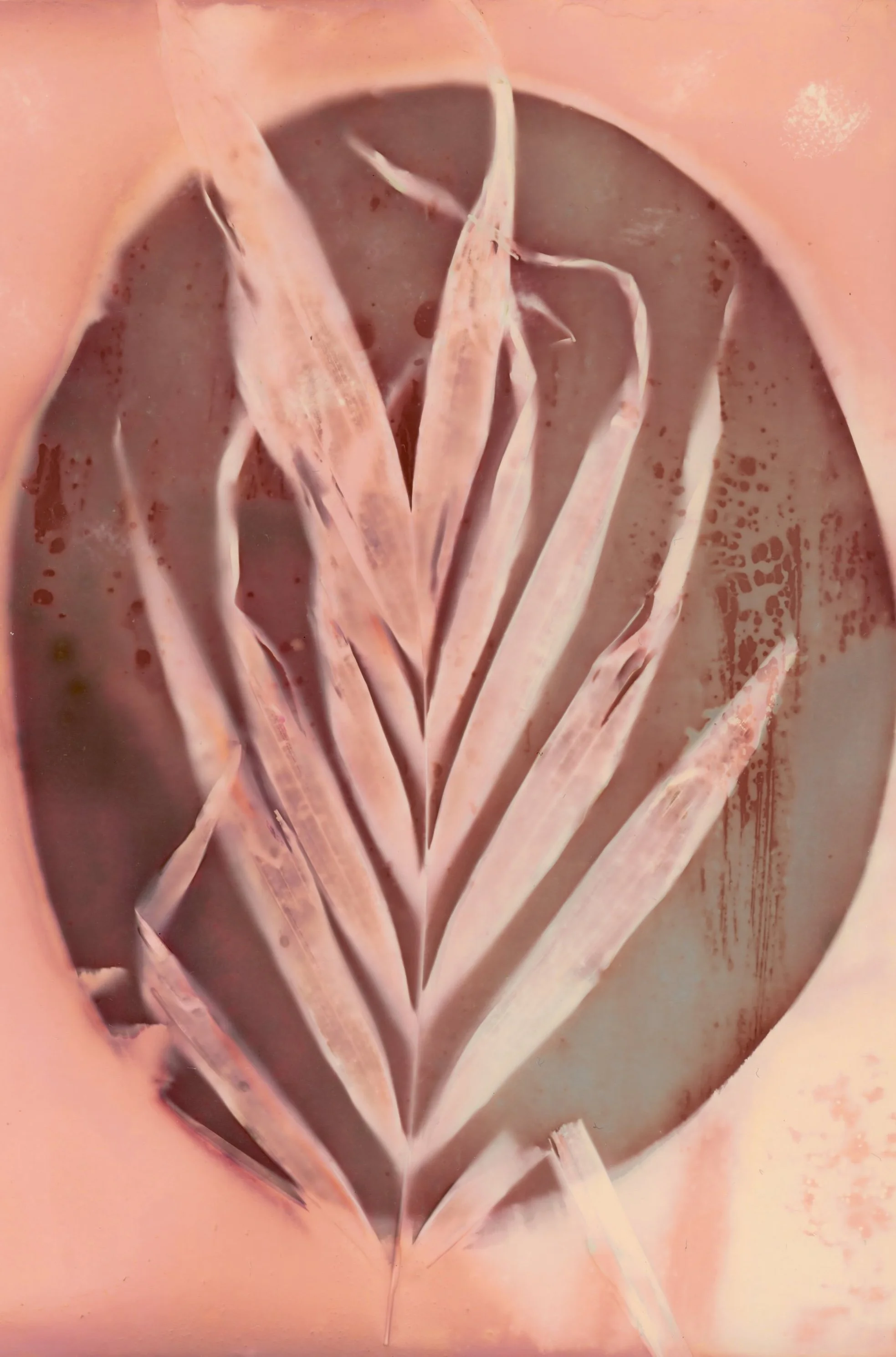 lumen print with orange .jpg