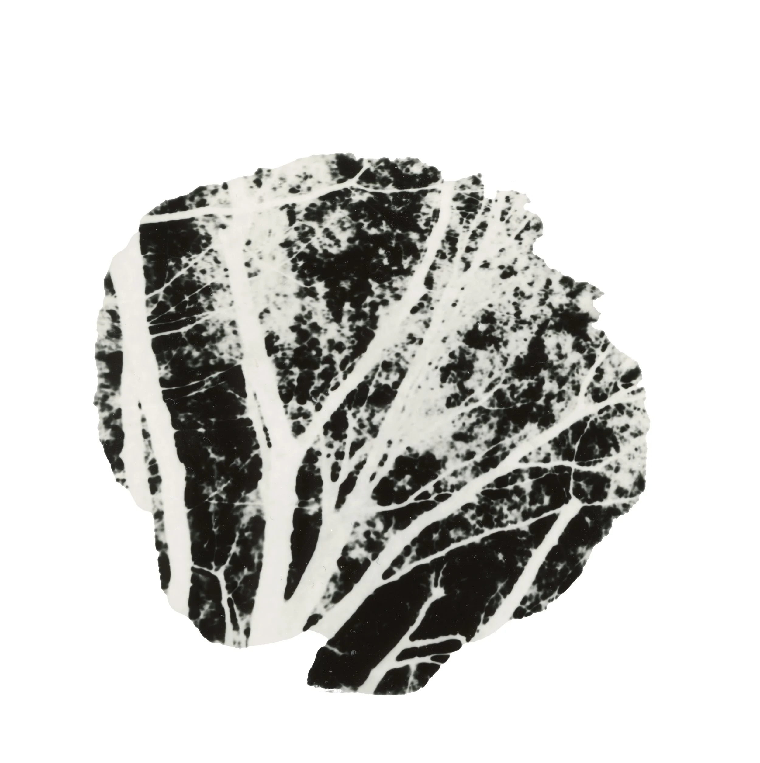 pinhole camera image 2.jpg