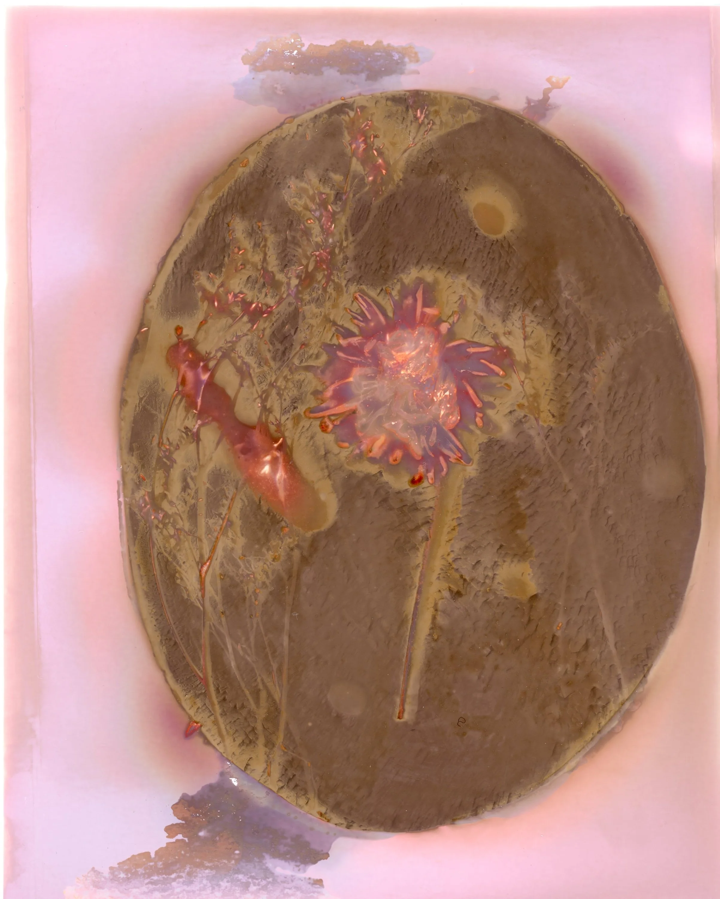 lumen print with orange 2 .jpg