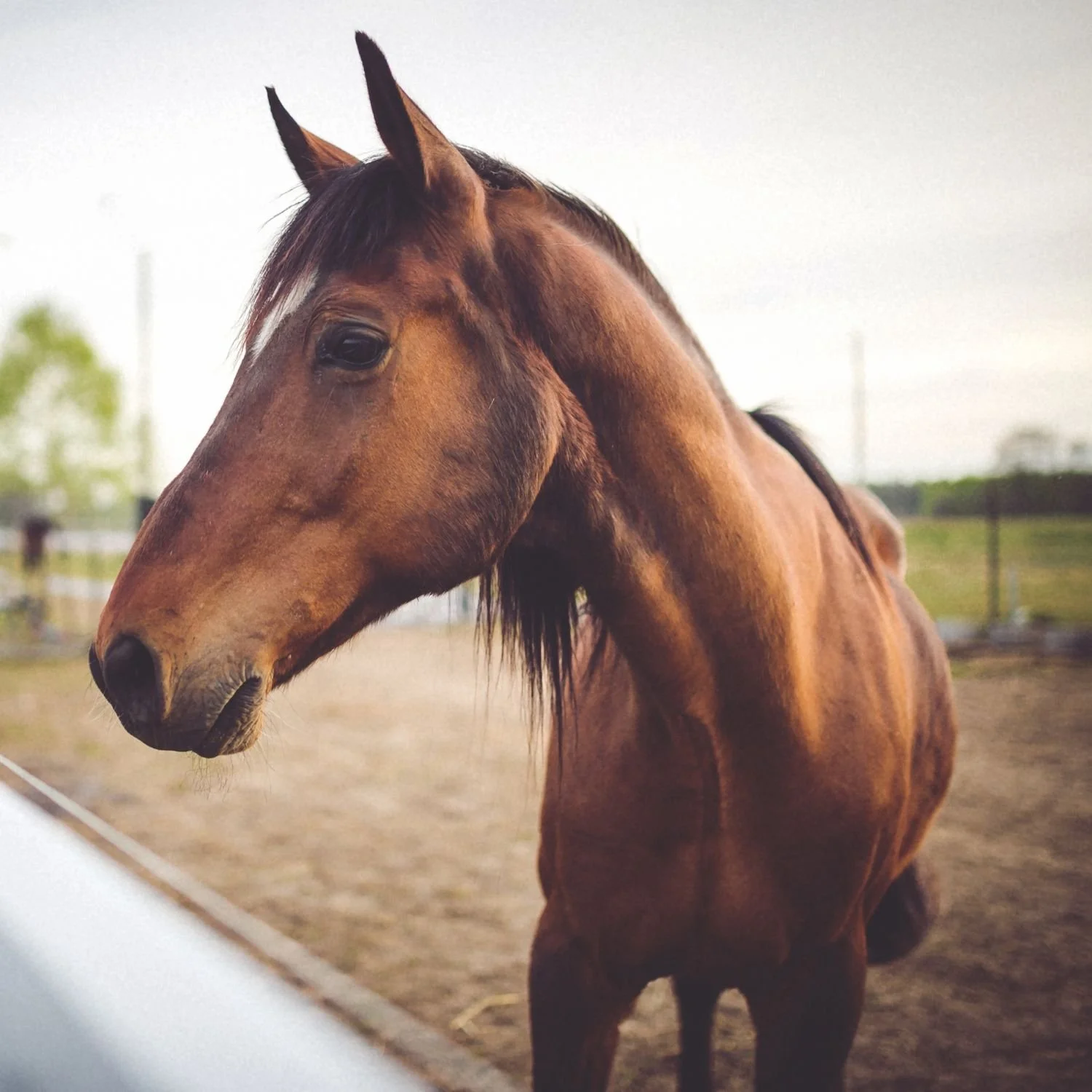 Dr. Duncan Equine