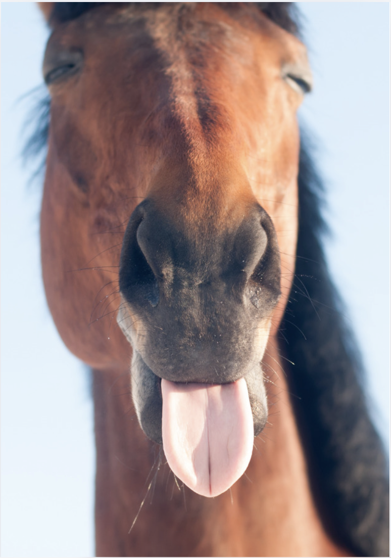 Close-up of a brown horse's face with its tongue sticking out against a blue sky background.