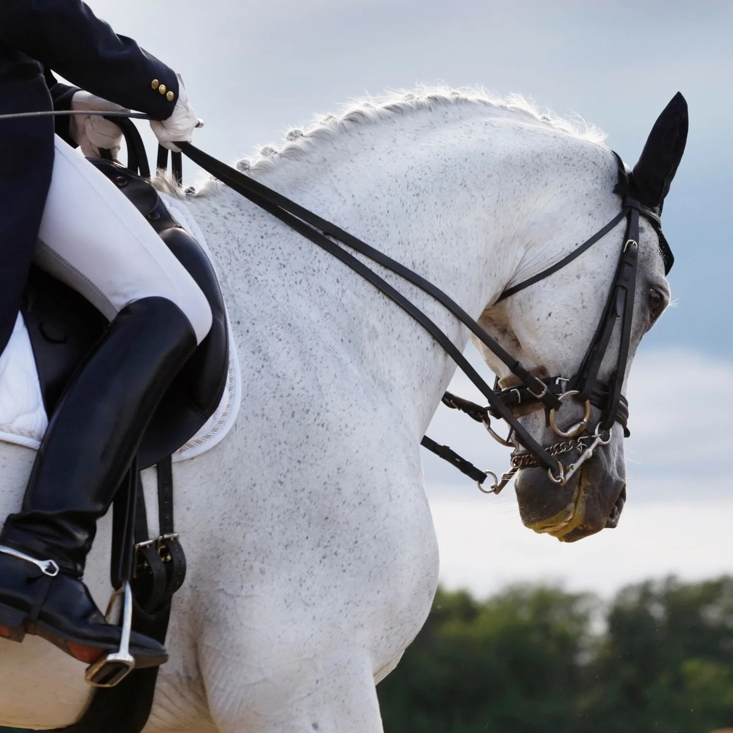 Natalie Equine Friend 1