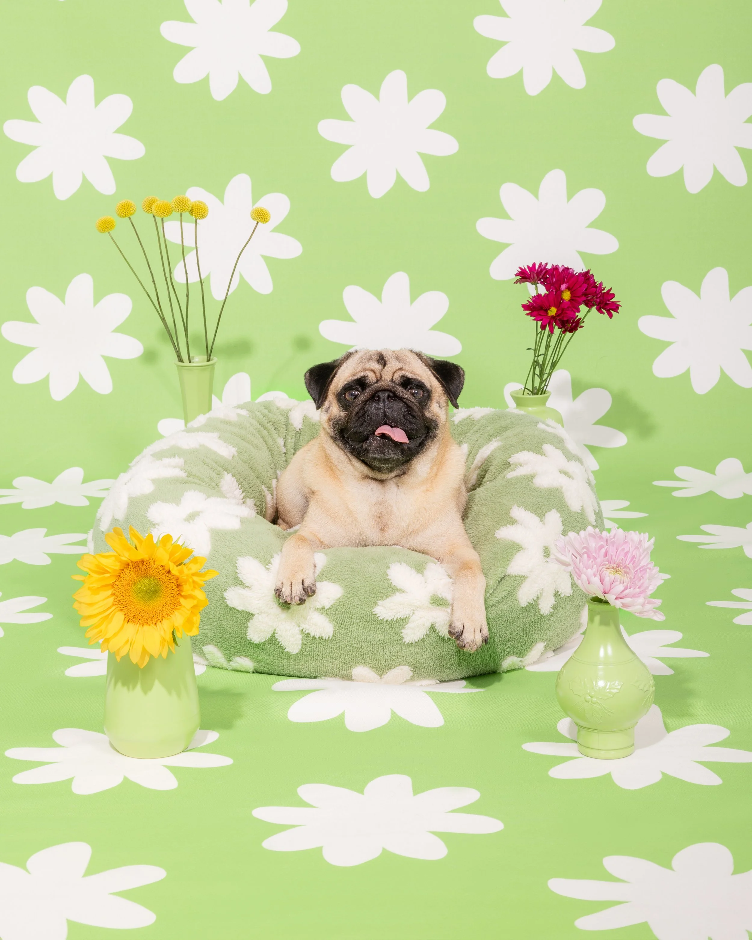 Paws _ Prints_-28.jpg