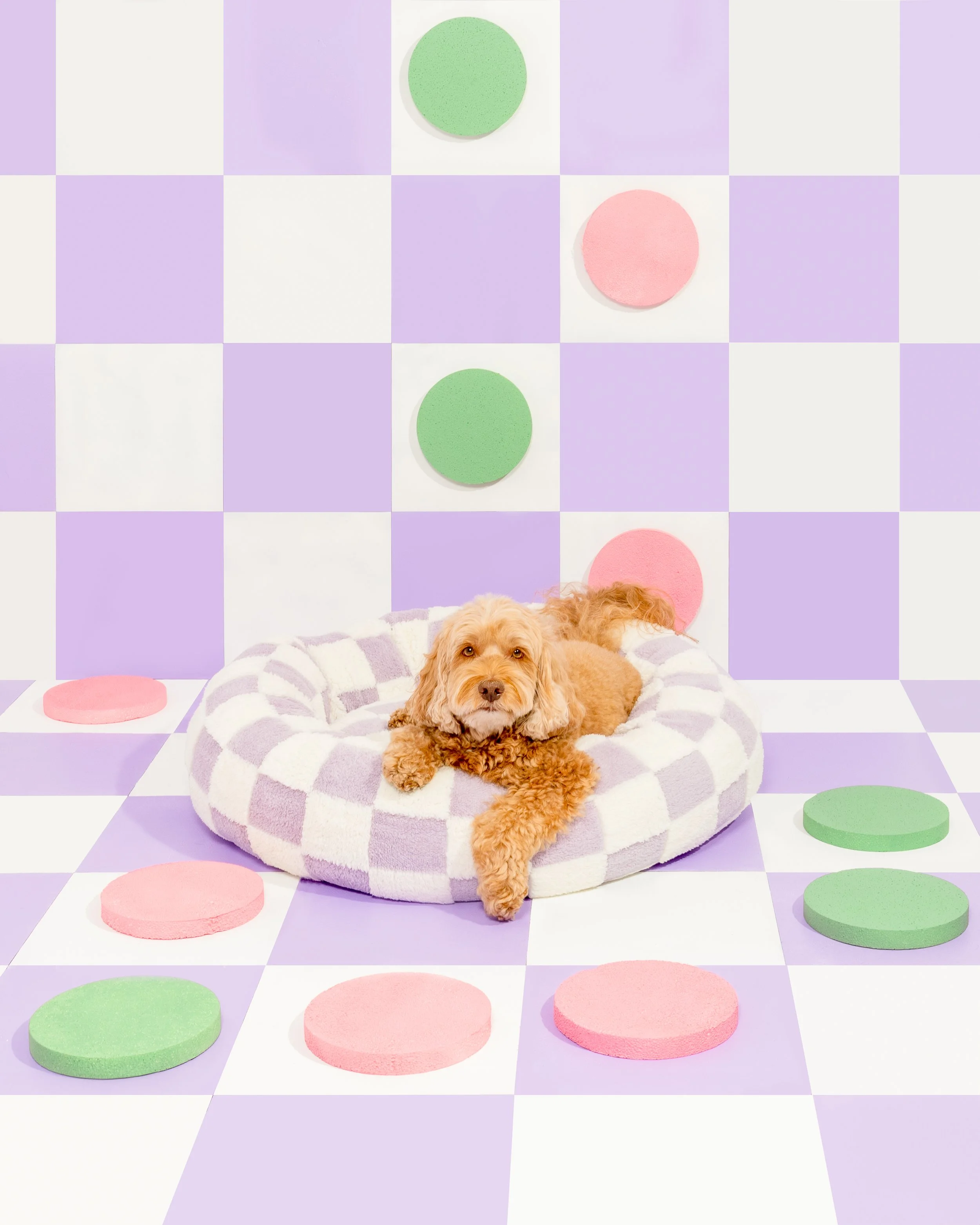 Paws _ Prints_.jpg