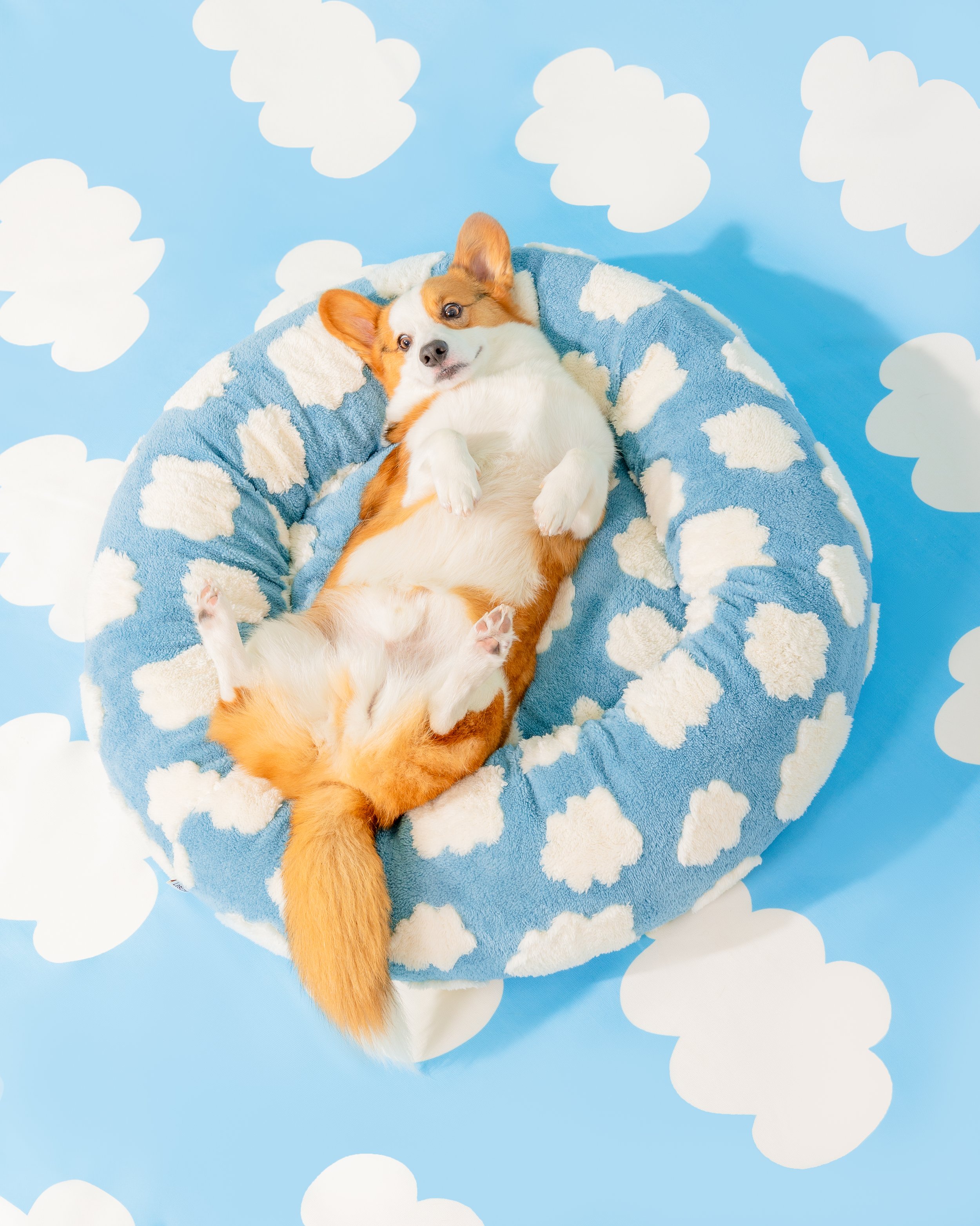 Paws _ Prints_-17.jpg