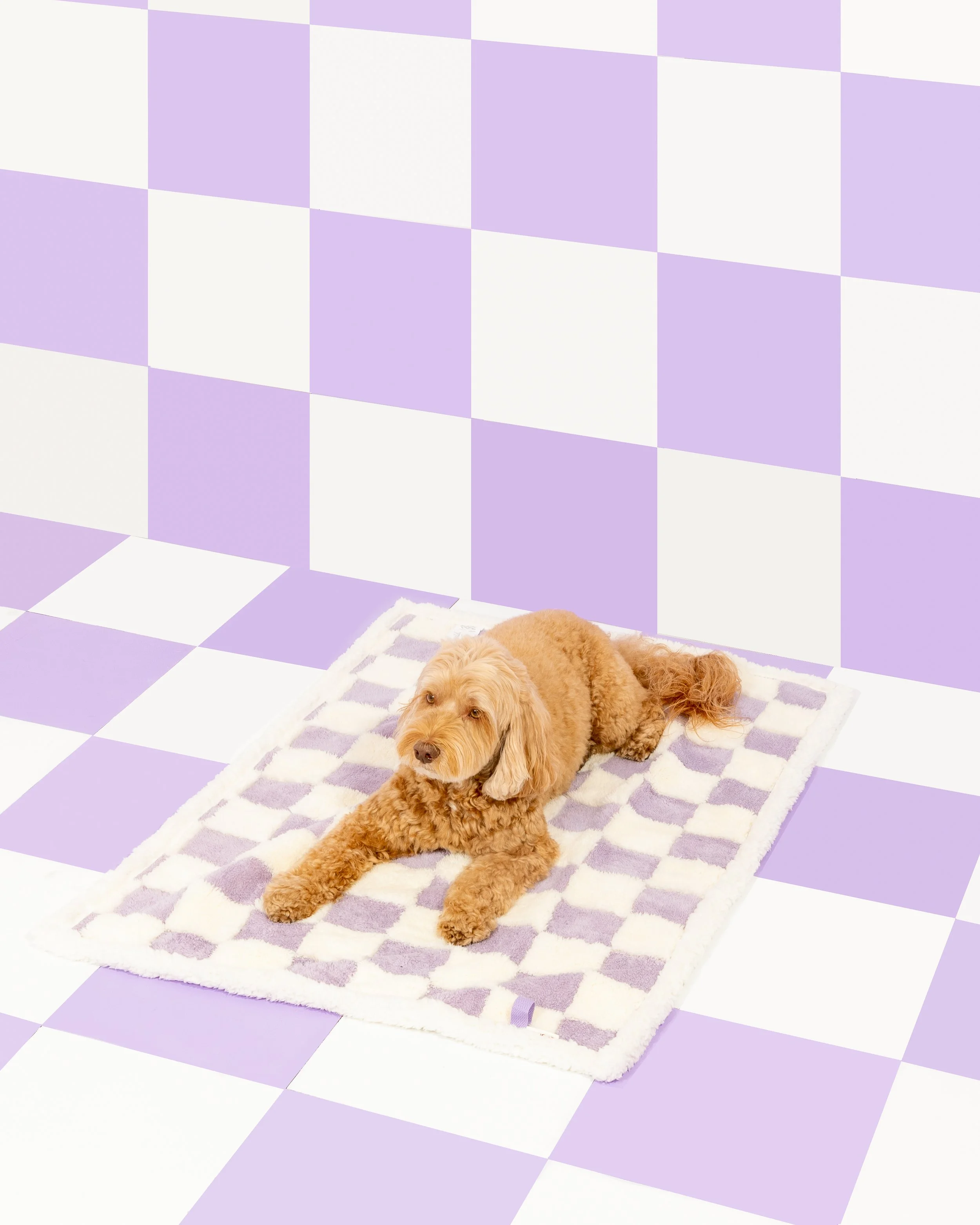 Paws _ Prints_-4.jpg