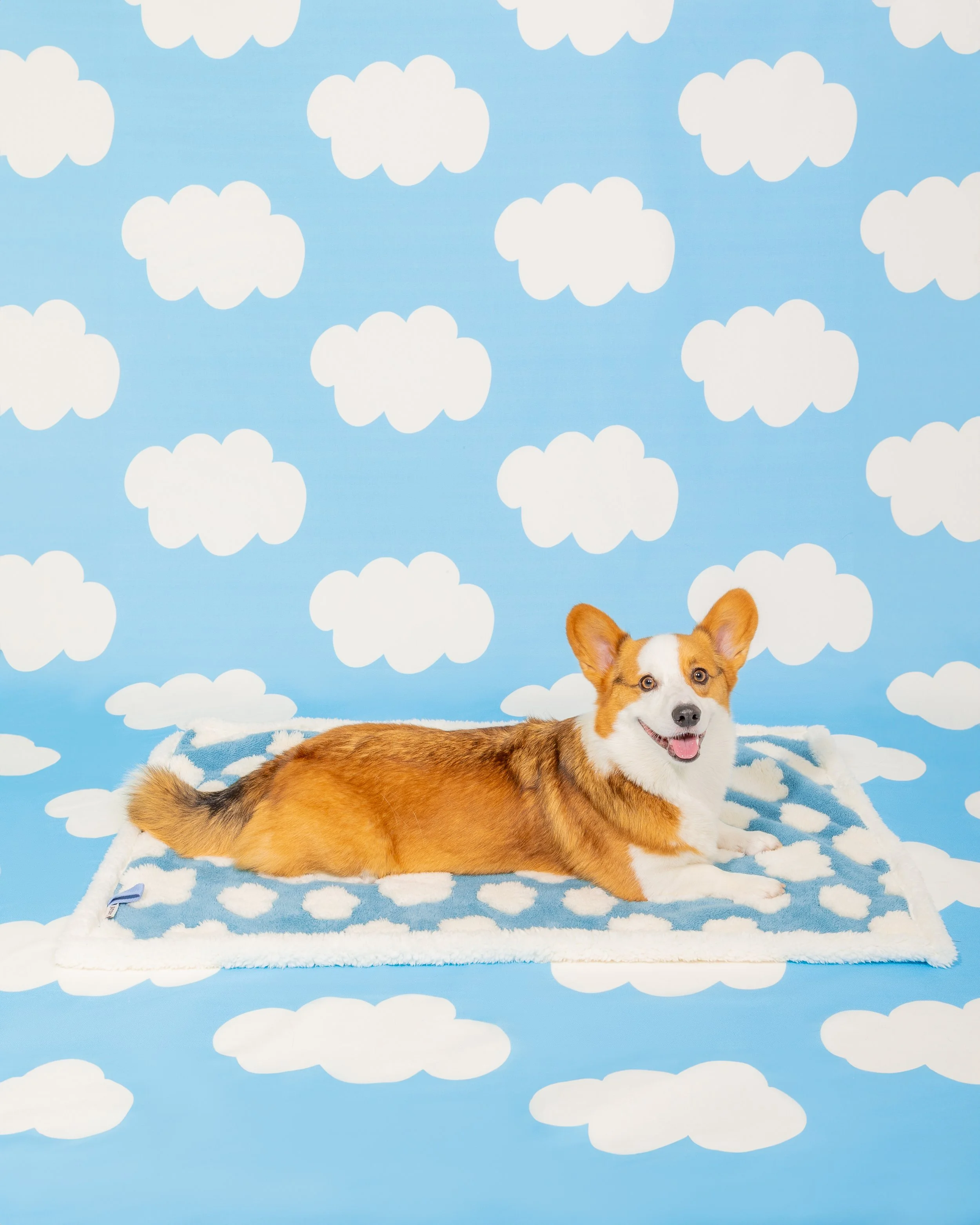 Paws _ Prints_-18.jpg