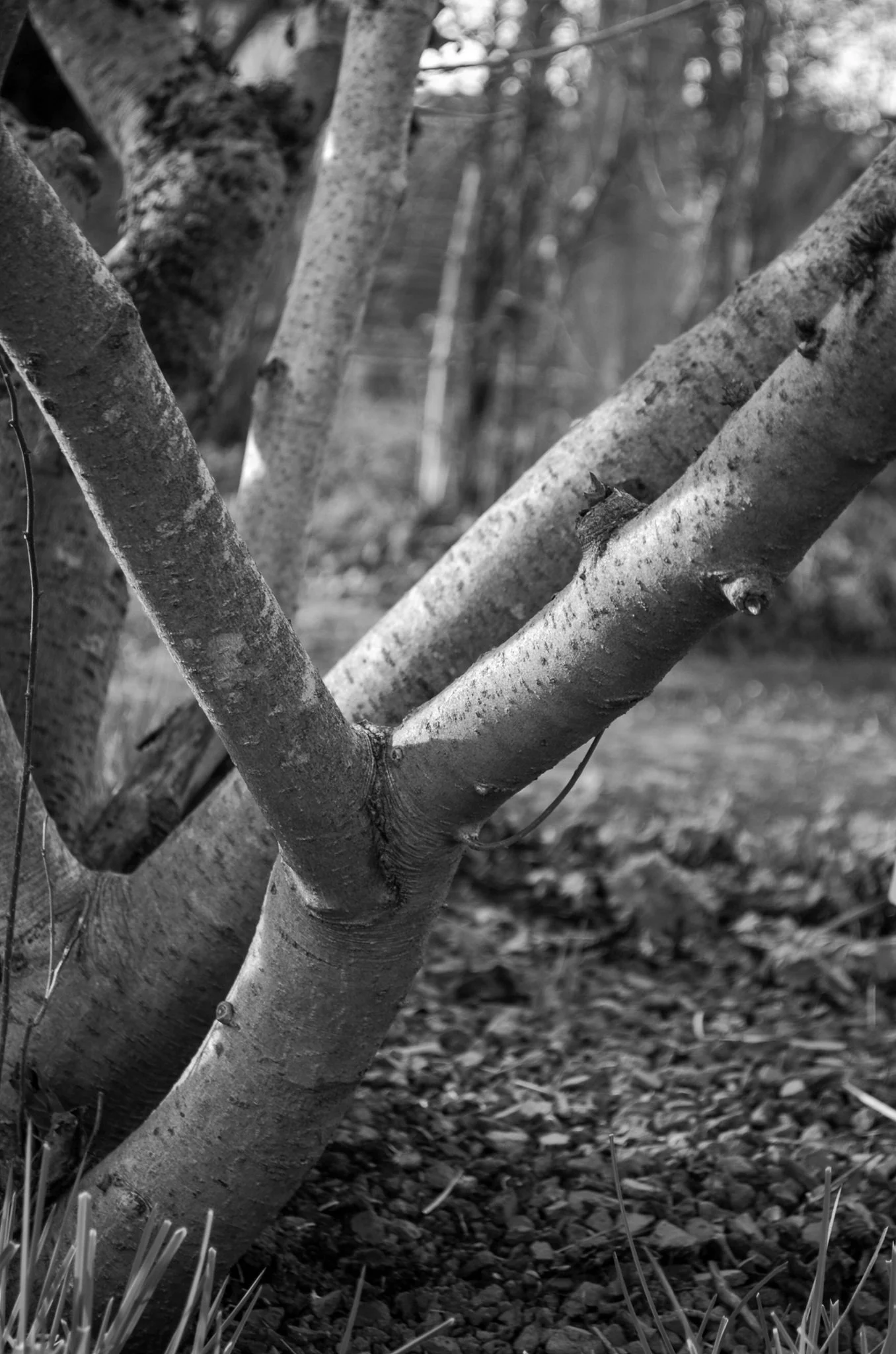 Lina Hösl 
BAUM  
Fotoclub Regenstauf Jugendgruppe