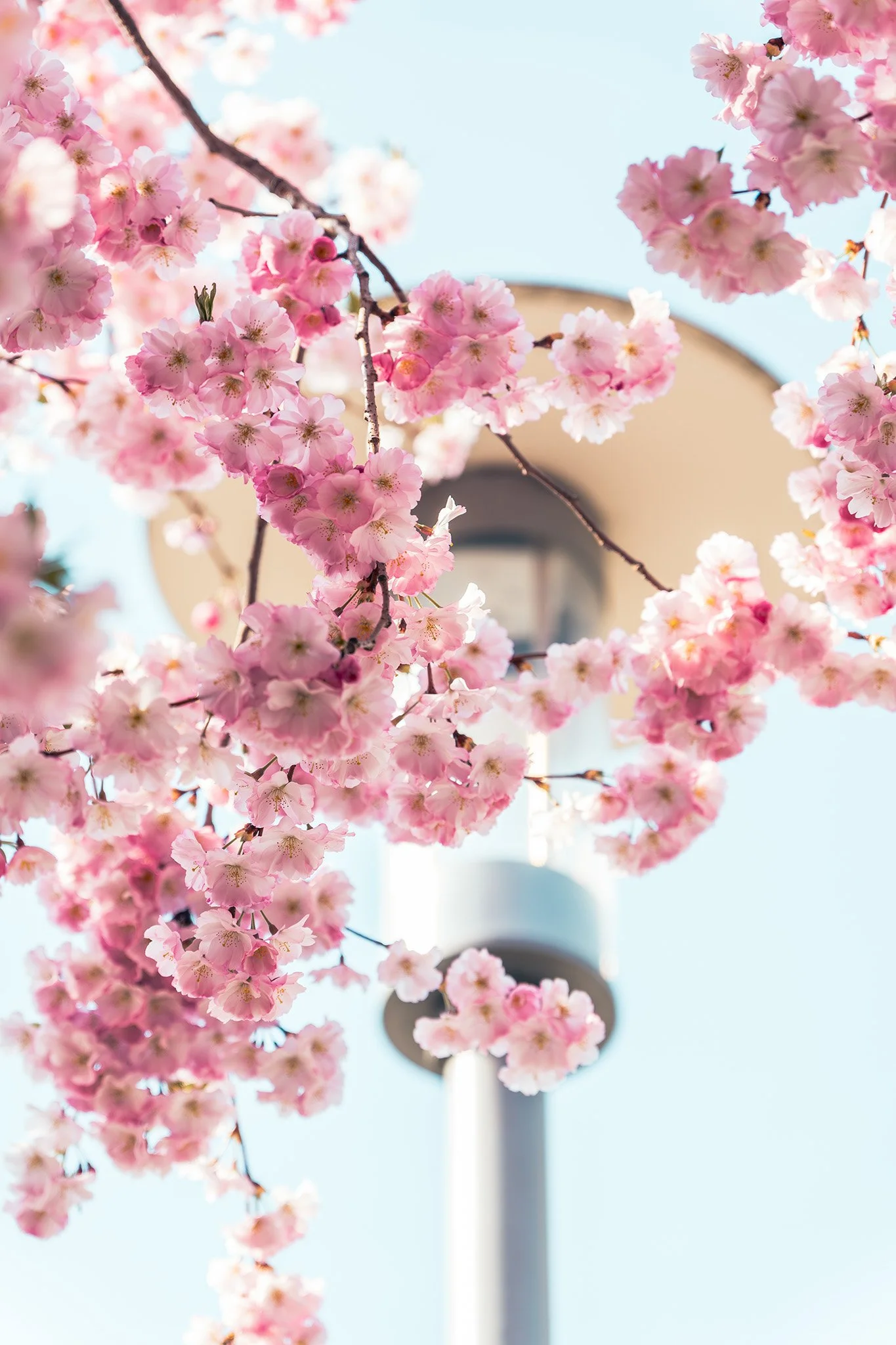 Andrea Herpich 
URBAN CHERRYBLOSSOMS  
www.instagram.com/andreaherpich
