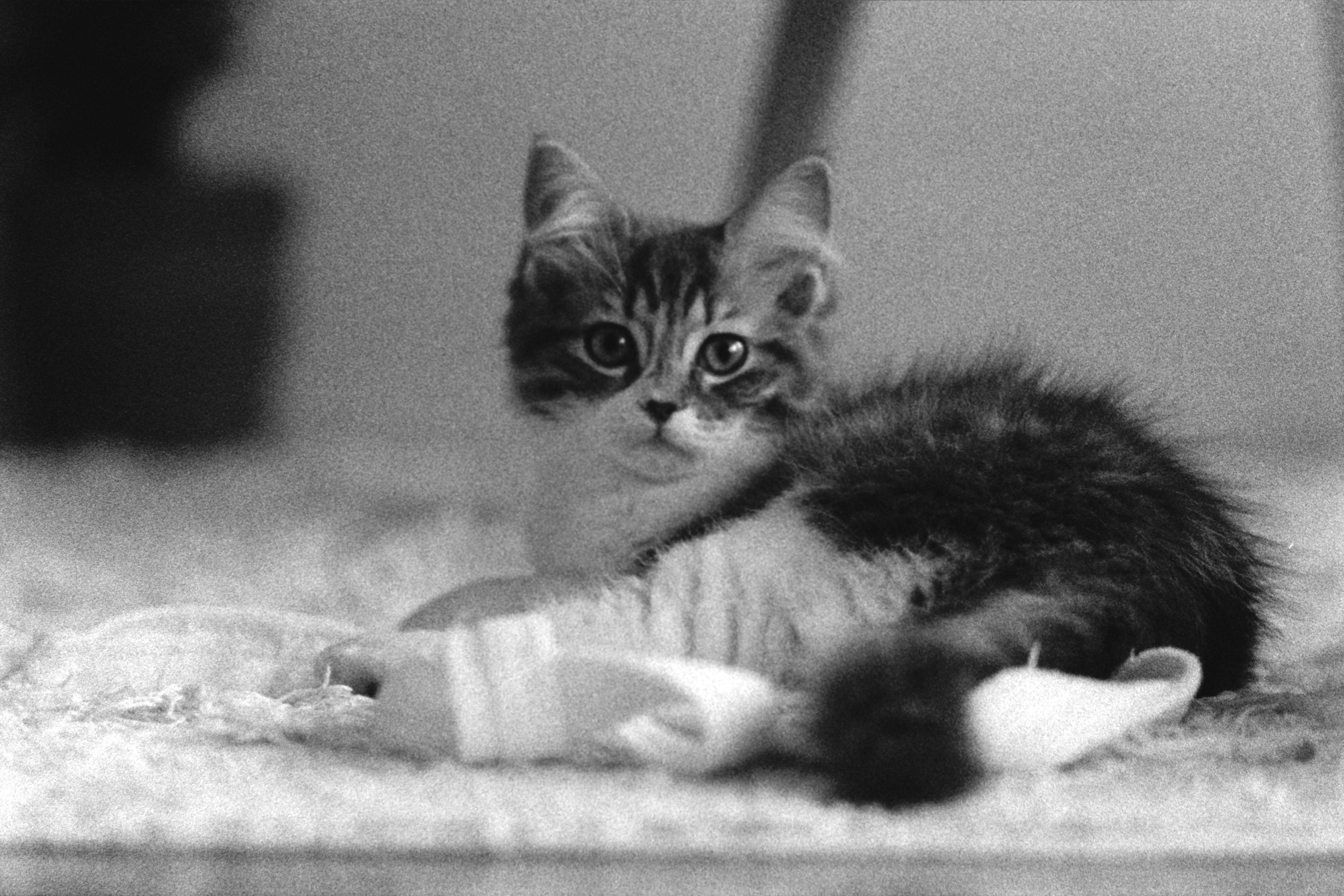 Digitaleioserad bild av en katt. Bild från kund som skickat in till oss för att spara gammalt minne.