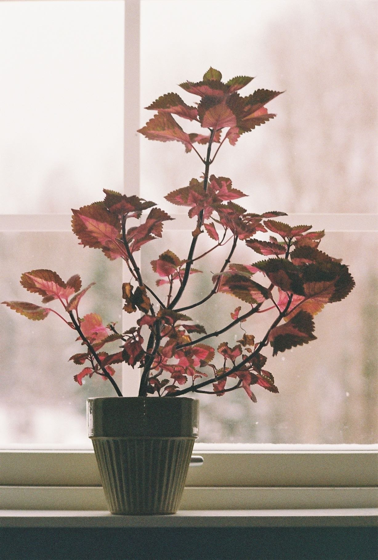 A potted plant with pinkish-red and green leaves sitting on a windowsill with a blurry outdoor background.