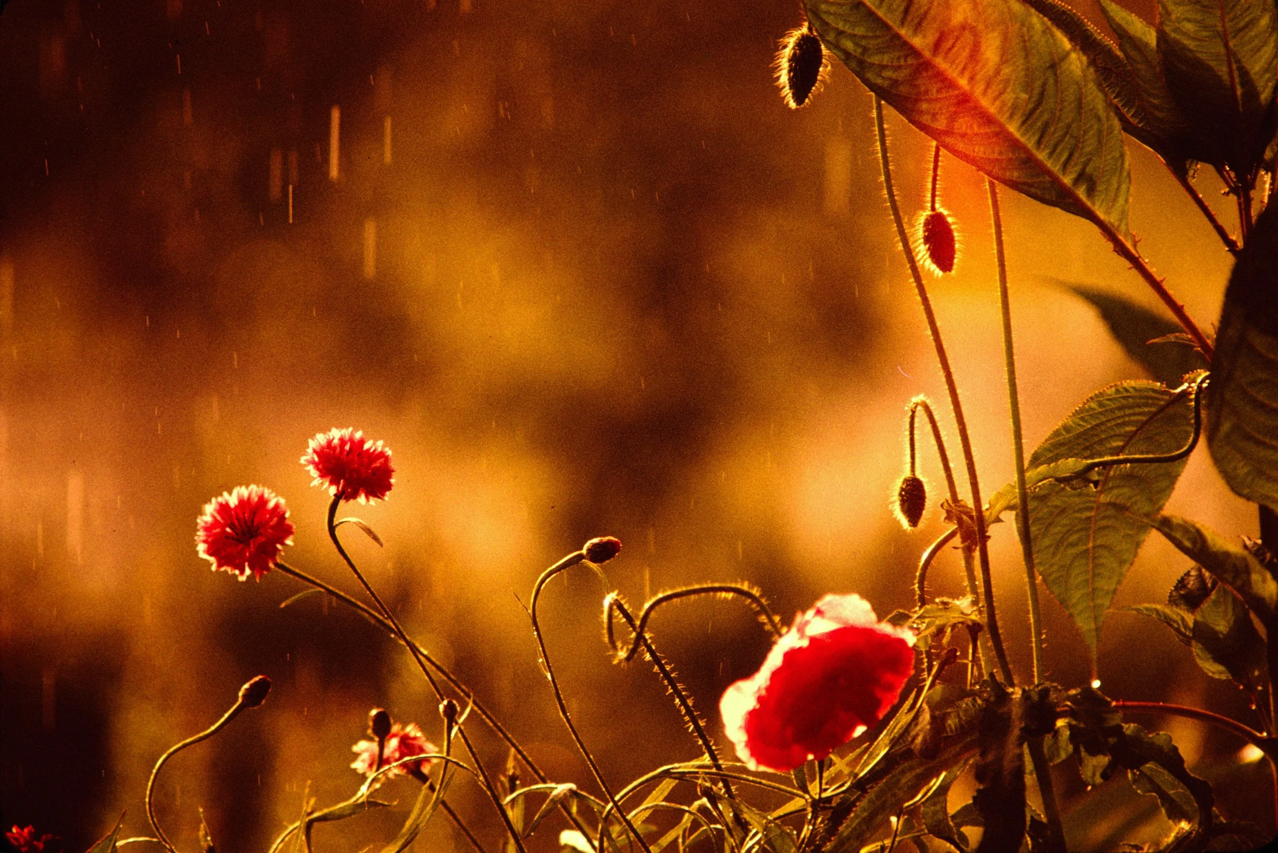 Skannad bild som har skickats in av kund. Nostalgisk känsla