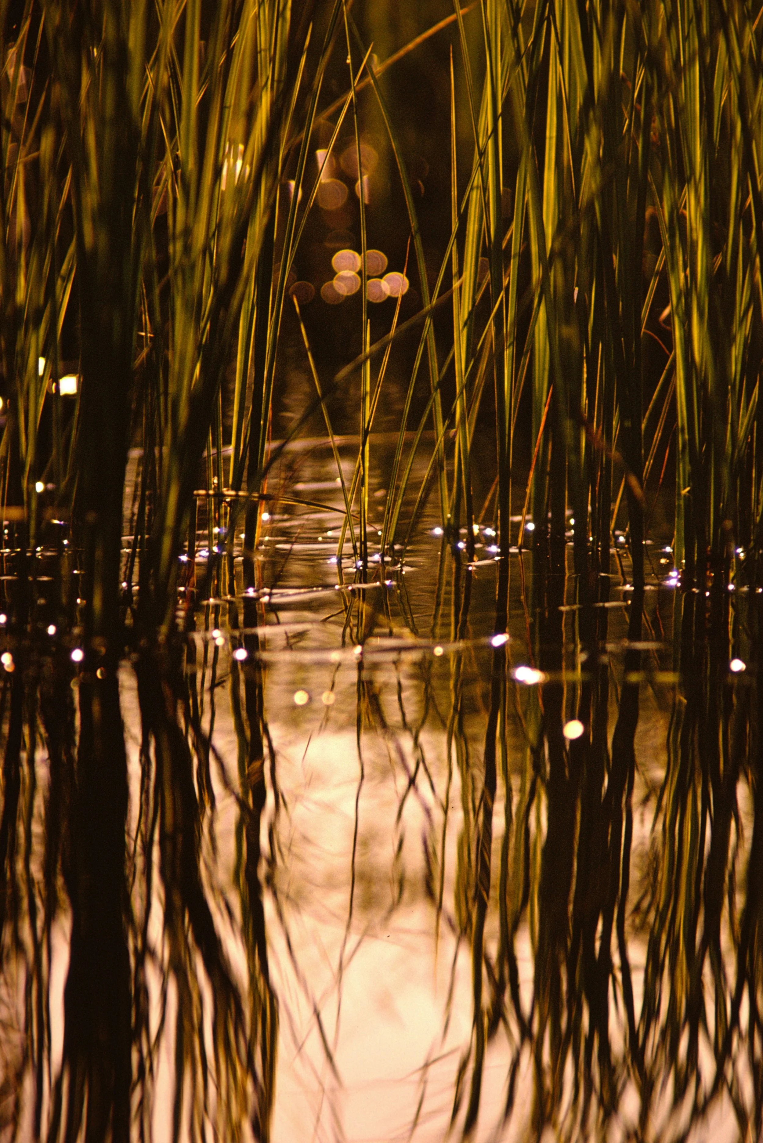 INSKICKAD_BILD_SOM_HAR_SCANNATS_OCH_DIGITALISERATS_SKANNAD_DIABILD_NEGATIV_FOTOGRAFI - 6.jpeg