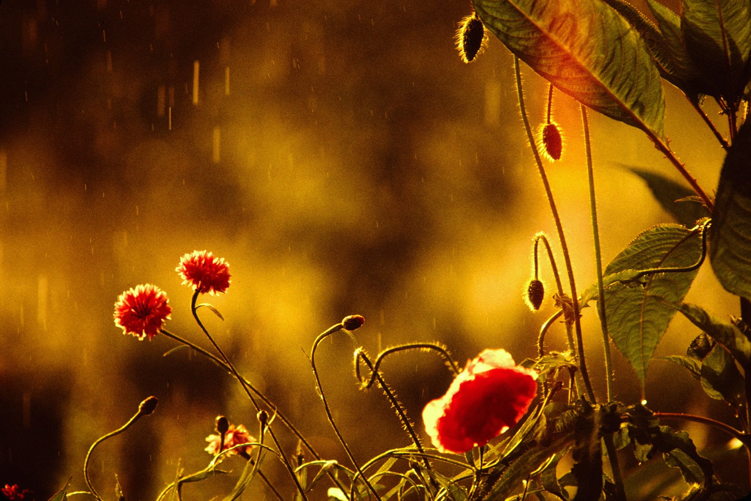 SKANNAD_BILD_NEGATIV_DIABILD_DIGITAL