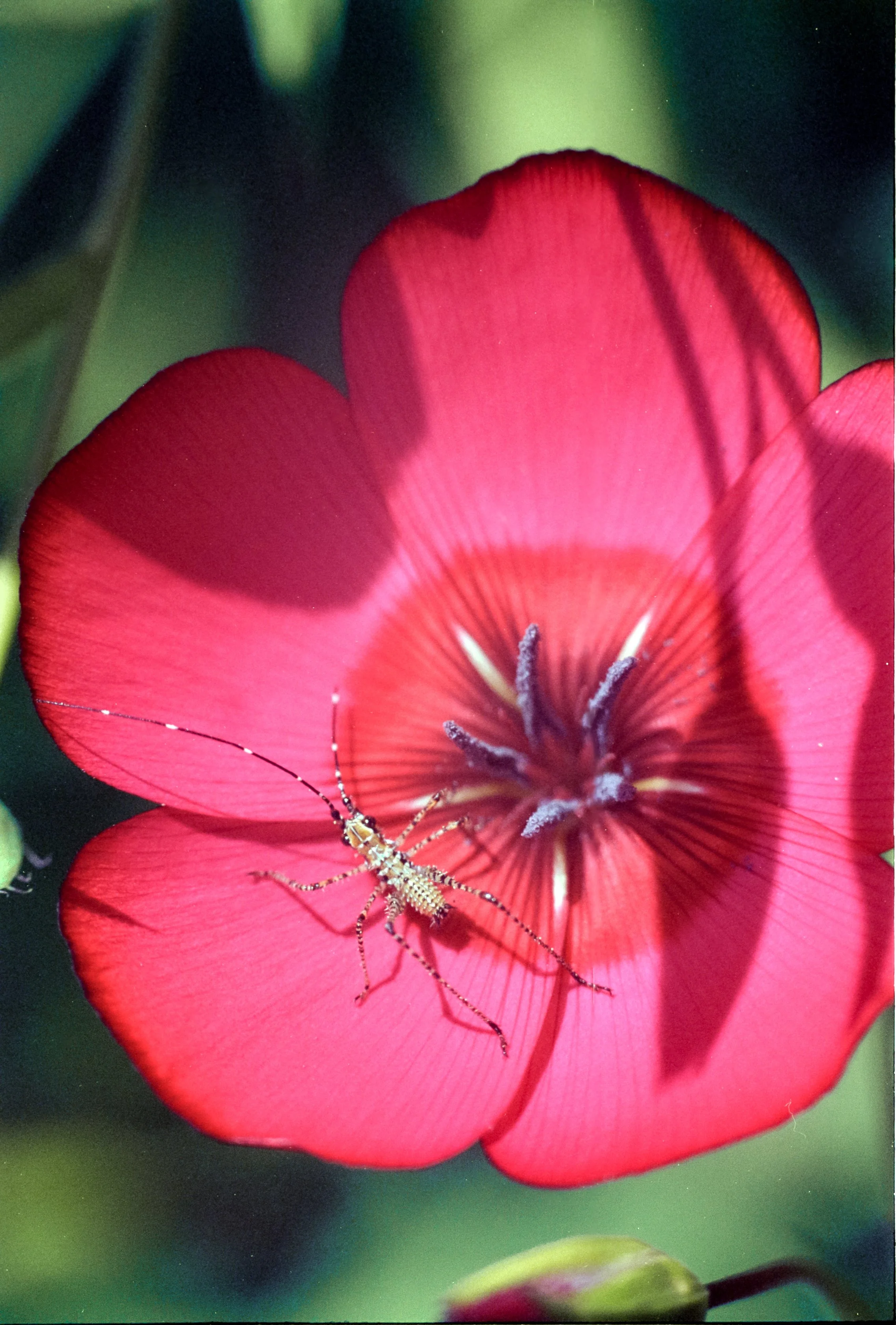 EktarSamyangMacro (9).jpg