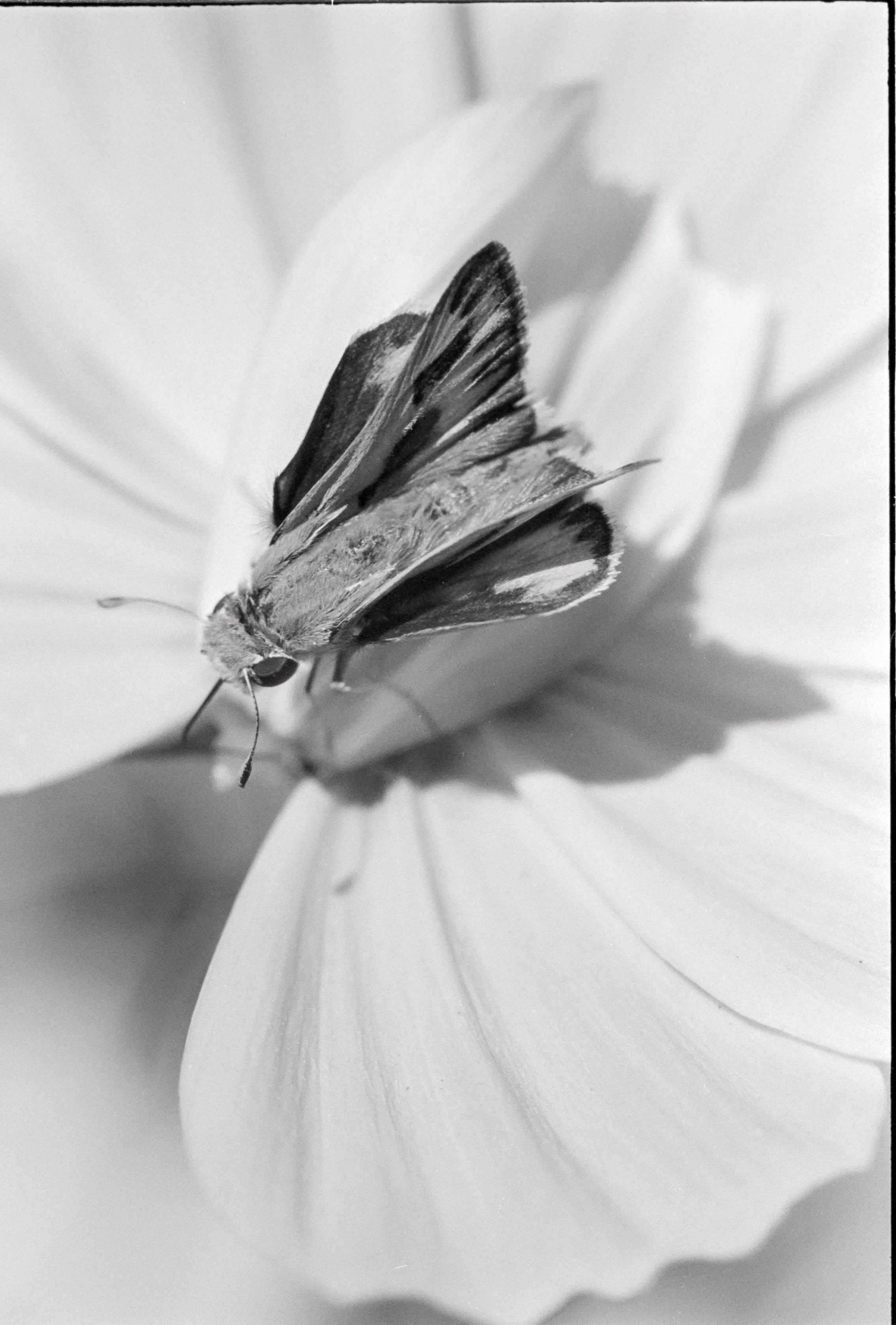 P3200RodagonXtol1SS (4).jpg