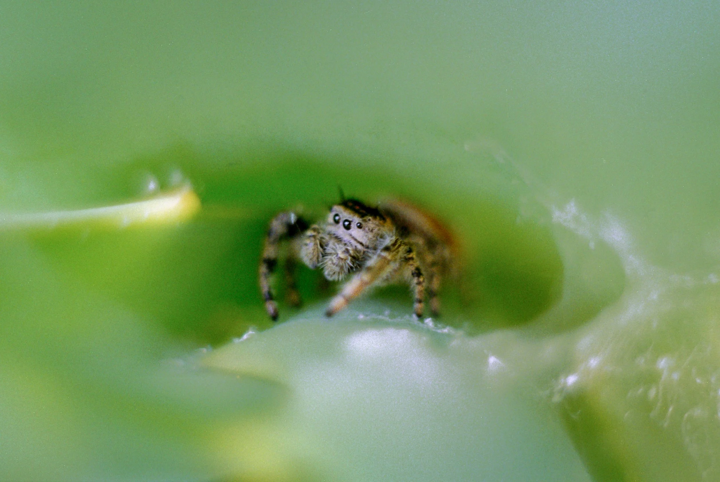 ImgProHeliosFlex (8).jpg